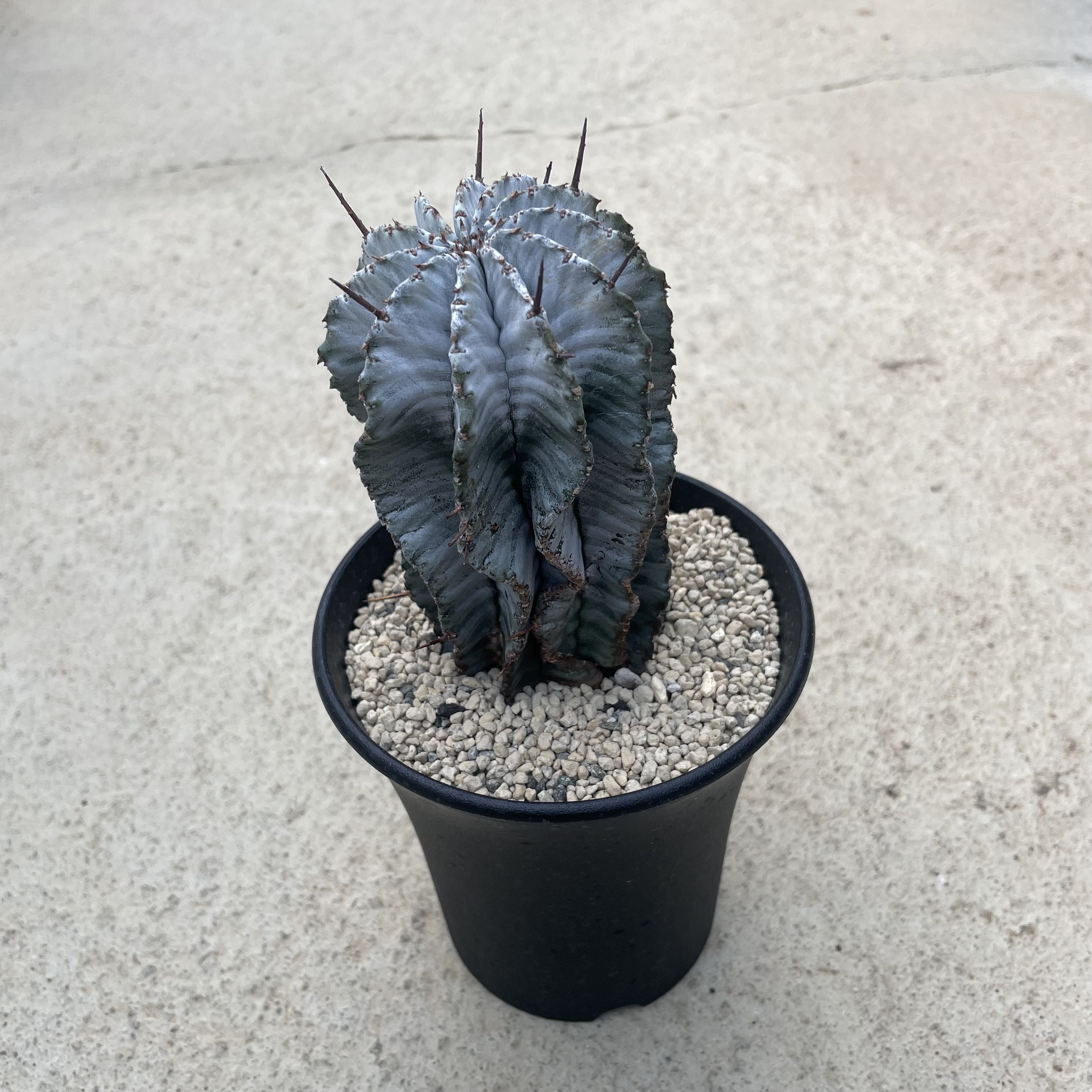 【Euphorbia ユーフォルビア ホワイト・ストリアータ】管理方法付き3.5号鉢 サボテン 多肉植物 希少 珍奇植物 レア 珍品 珍しい インテリア 観葉植物 グリーン 人気 おうち時間 プレゼント ギフト おしゃれ 新生活 引っ越し 新築祝｜花のまちころぼっくる