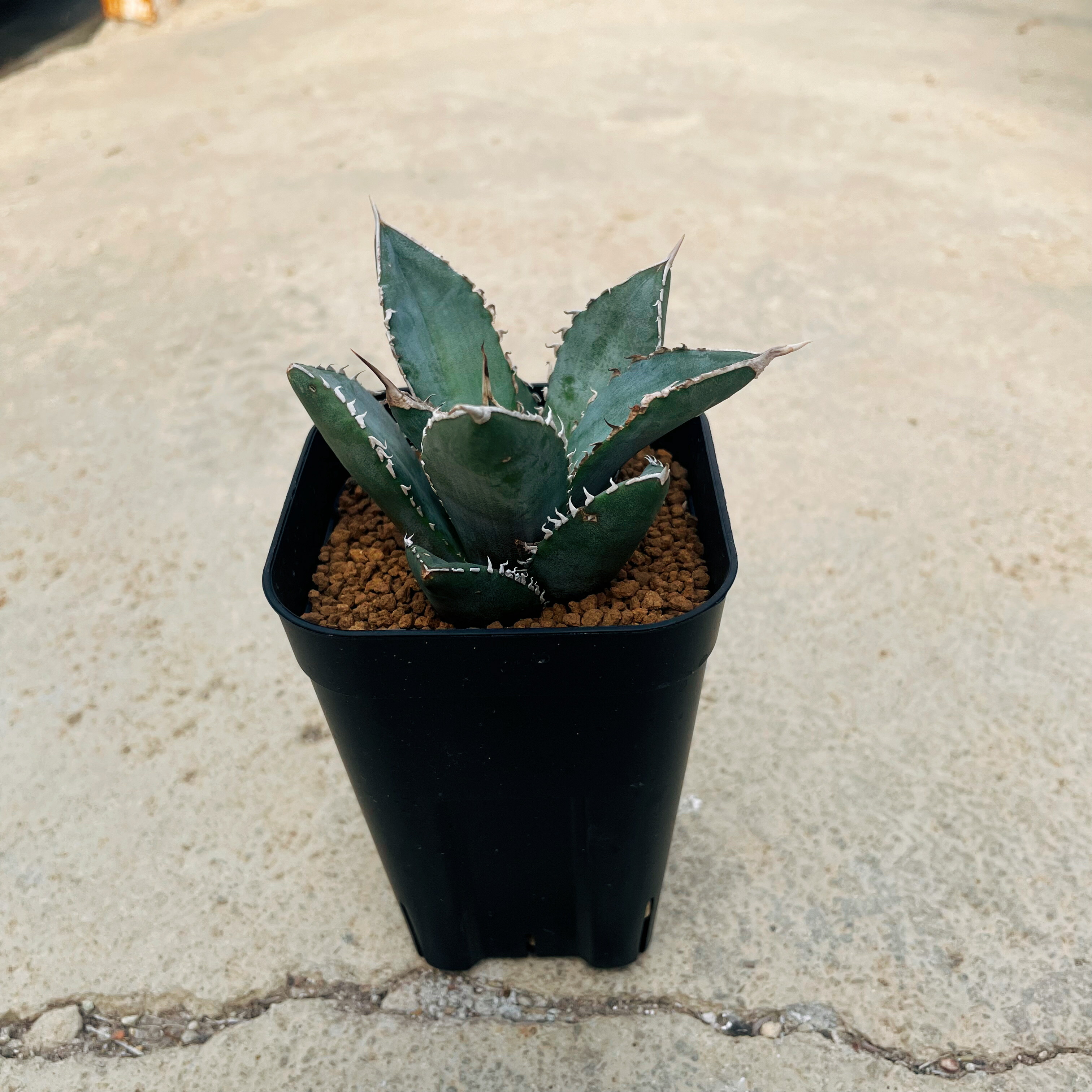 楽天市場】【Agabe アガベ グリーンロータス】管理方法付き5号鉢