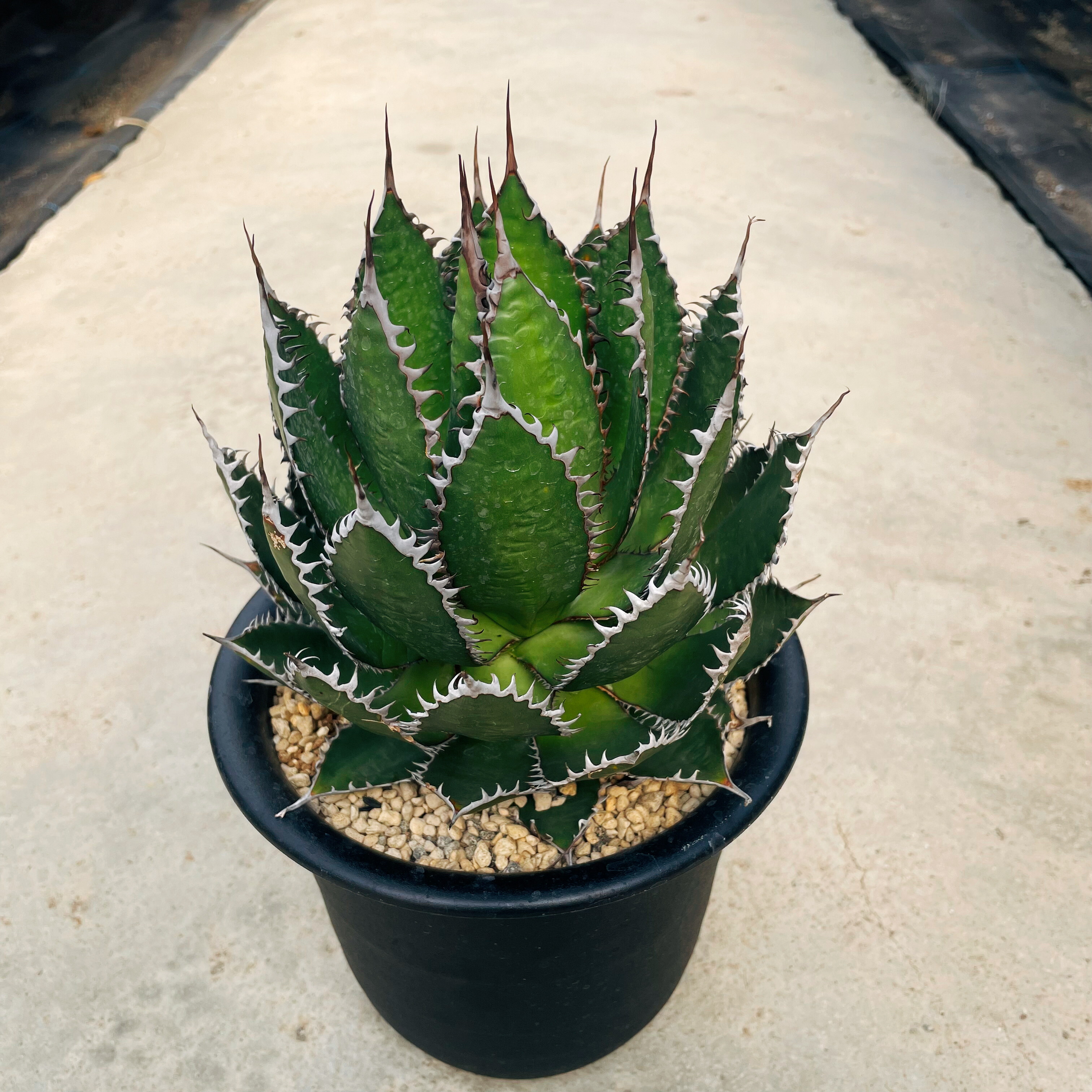 楽天市場】多肉植物：アガベ ホリダ錦*幅33cm 現品！一品限り