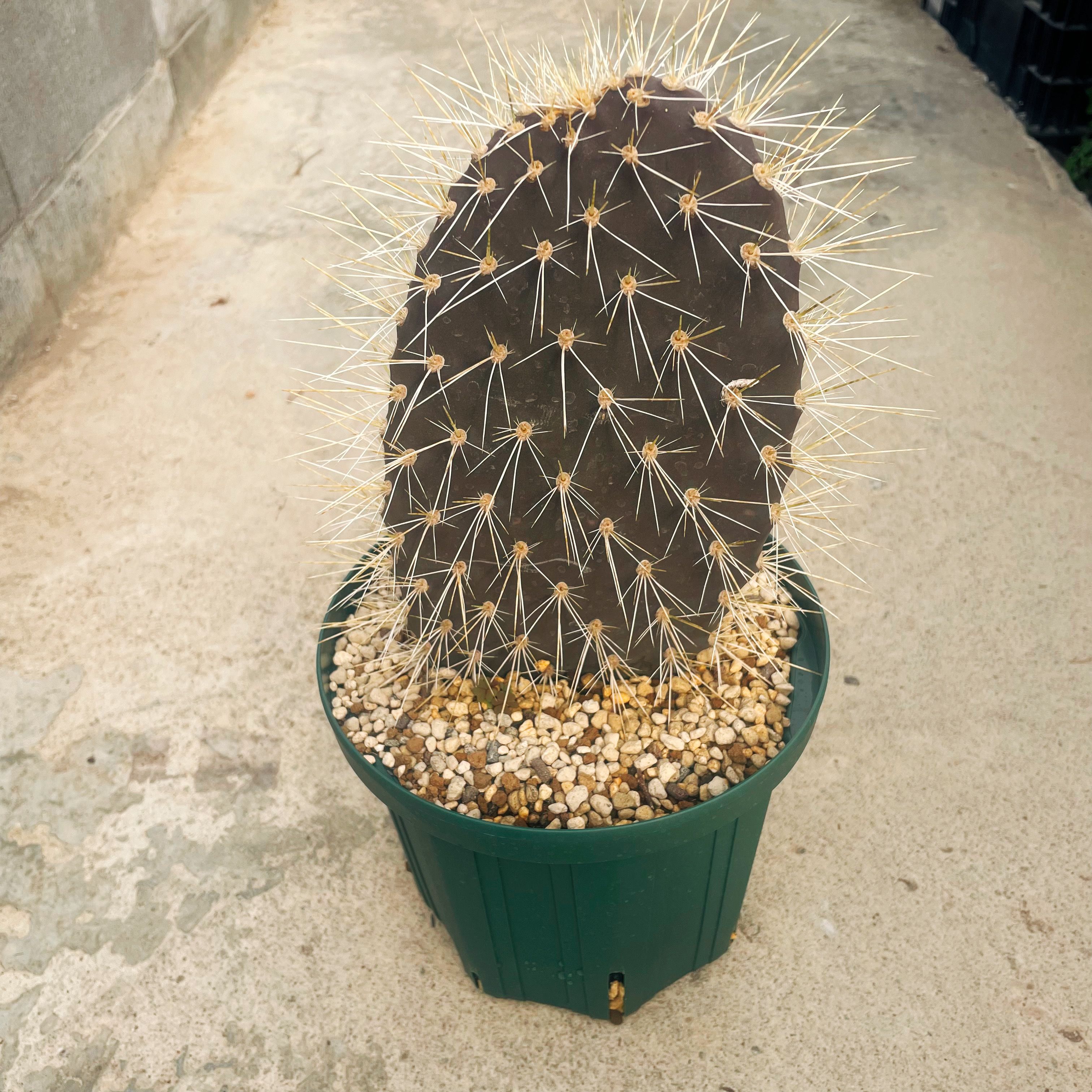 opuntia arizonas オプンチア サボテン 多肉植物 特大苗 Opuntia pycnantha オプンチアピクナンサ . ヤフオク出品株 . 大株で