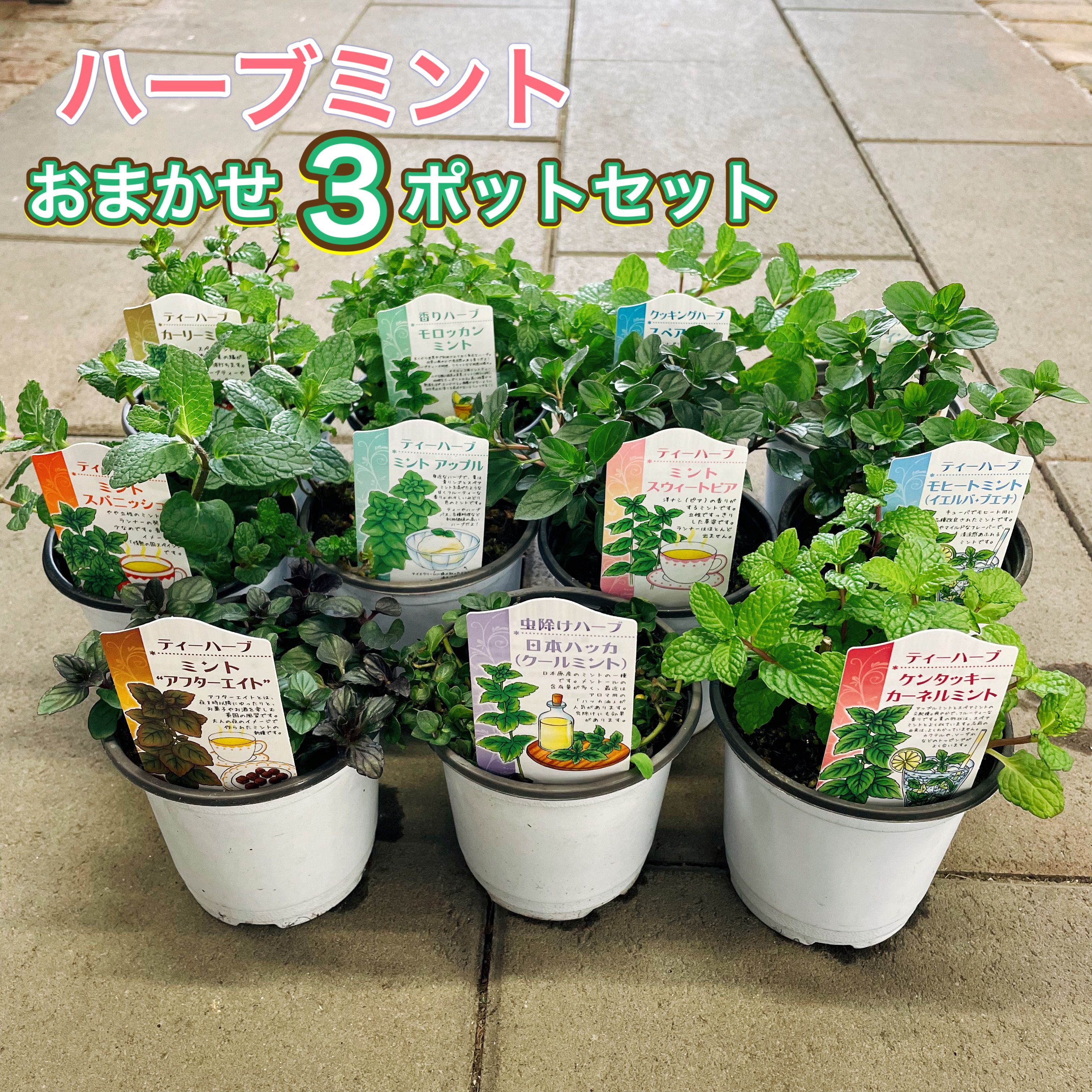 自家栽培(温室栽培) スペアミント100g 楽天市場】【有機種子】 ミント/ペパーミント S 0.04g（約240粒