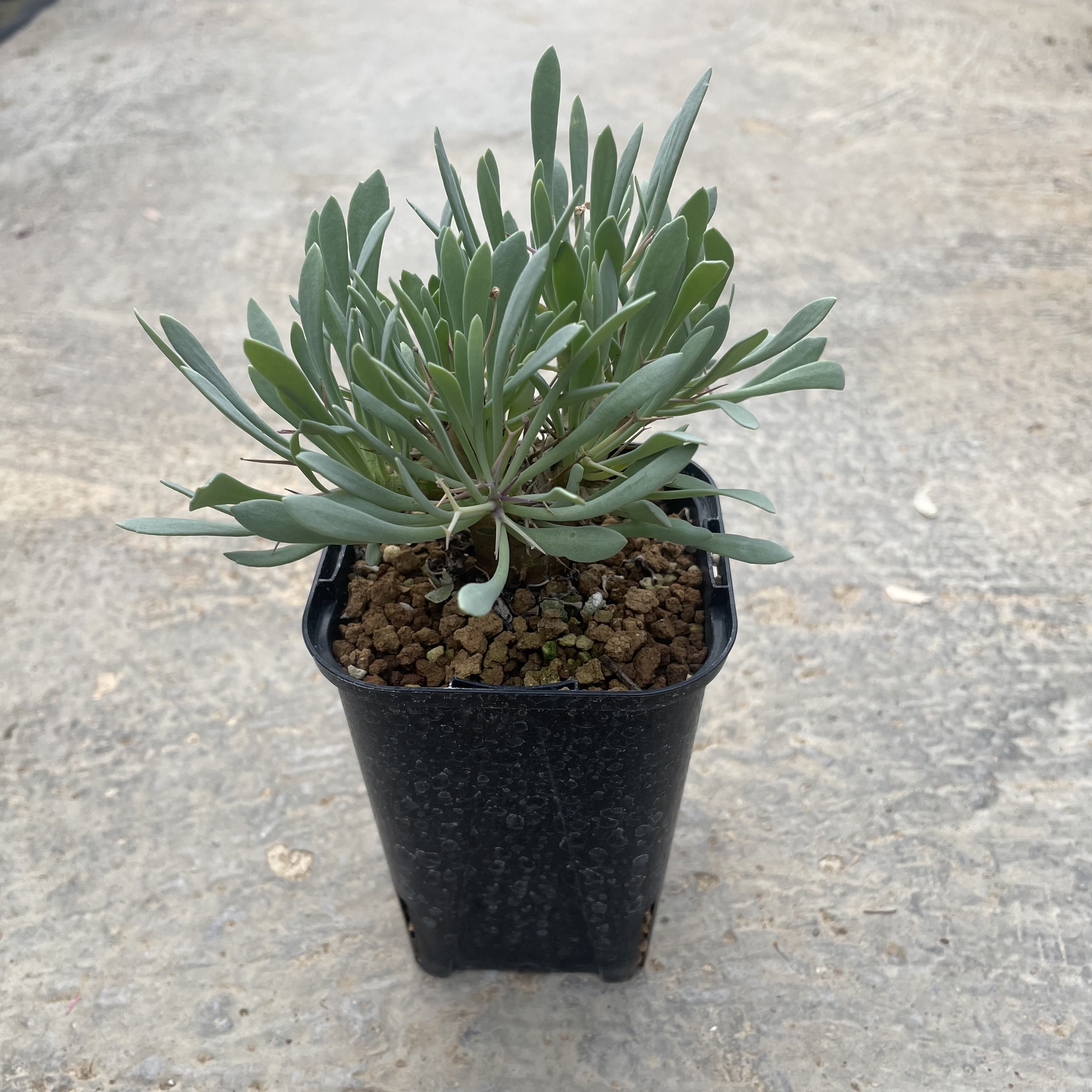 Othonna オトンナ ユーホルビオイデス(実) 管理方法付き2.5号鉢 サボテン 多肉植物 希少 珍奇植物 レア 珍品 珍しい インテリア 観葉植物 グリーン 人気 おうち時間 プレゼント ギフト おしゃれ|花のまちころぼっくる
