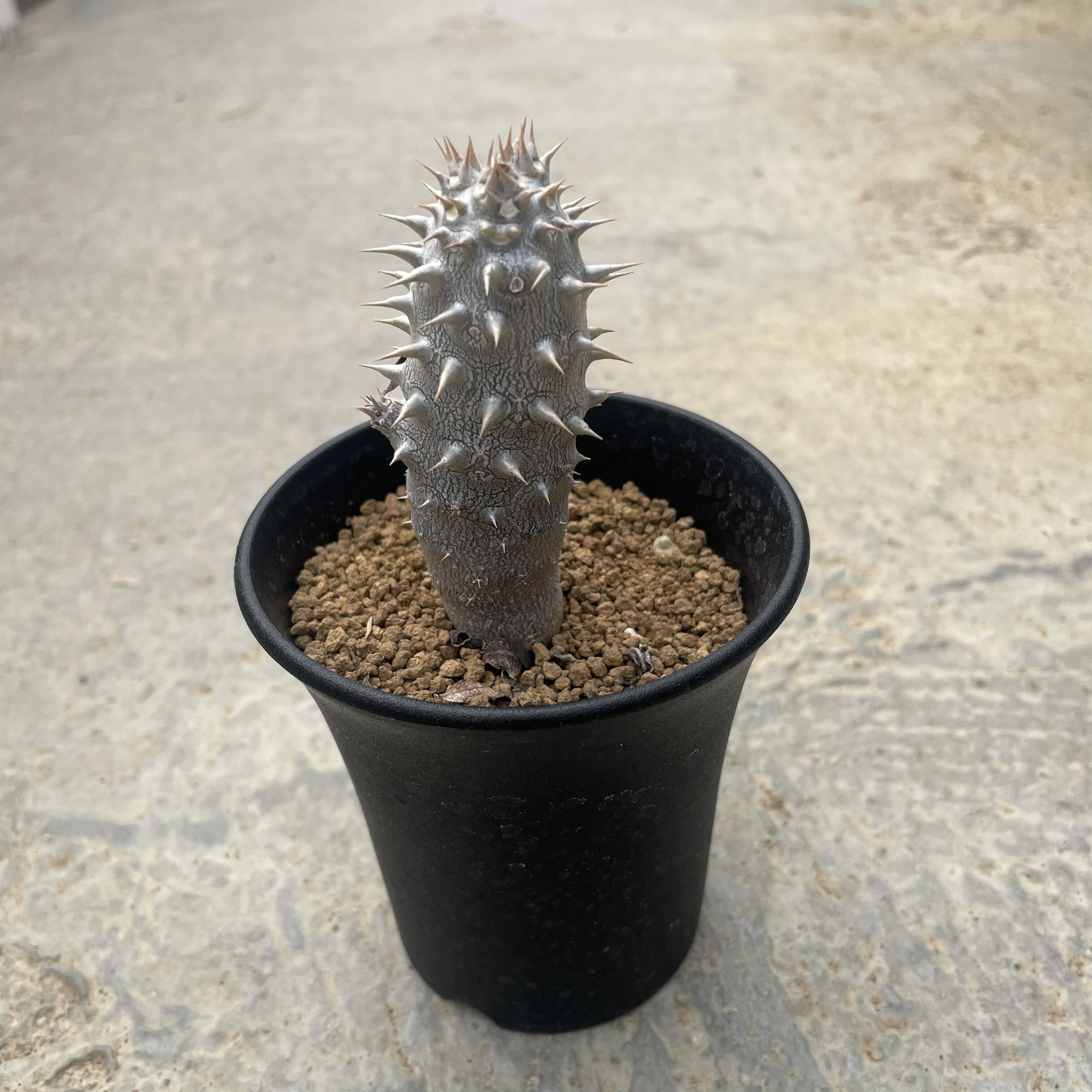 Pachypodium パキポディウム デンシフロルム（実）　管理方法付き 2.5号鉢 サボテン 多肉植物 希少 珍奇植物 レア 珍品 珍しい インテリア 観葉植物 グリーン 人気 おうち時間 プレゼント ギト おしゃれ