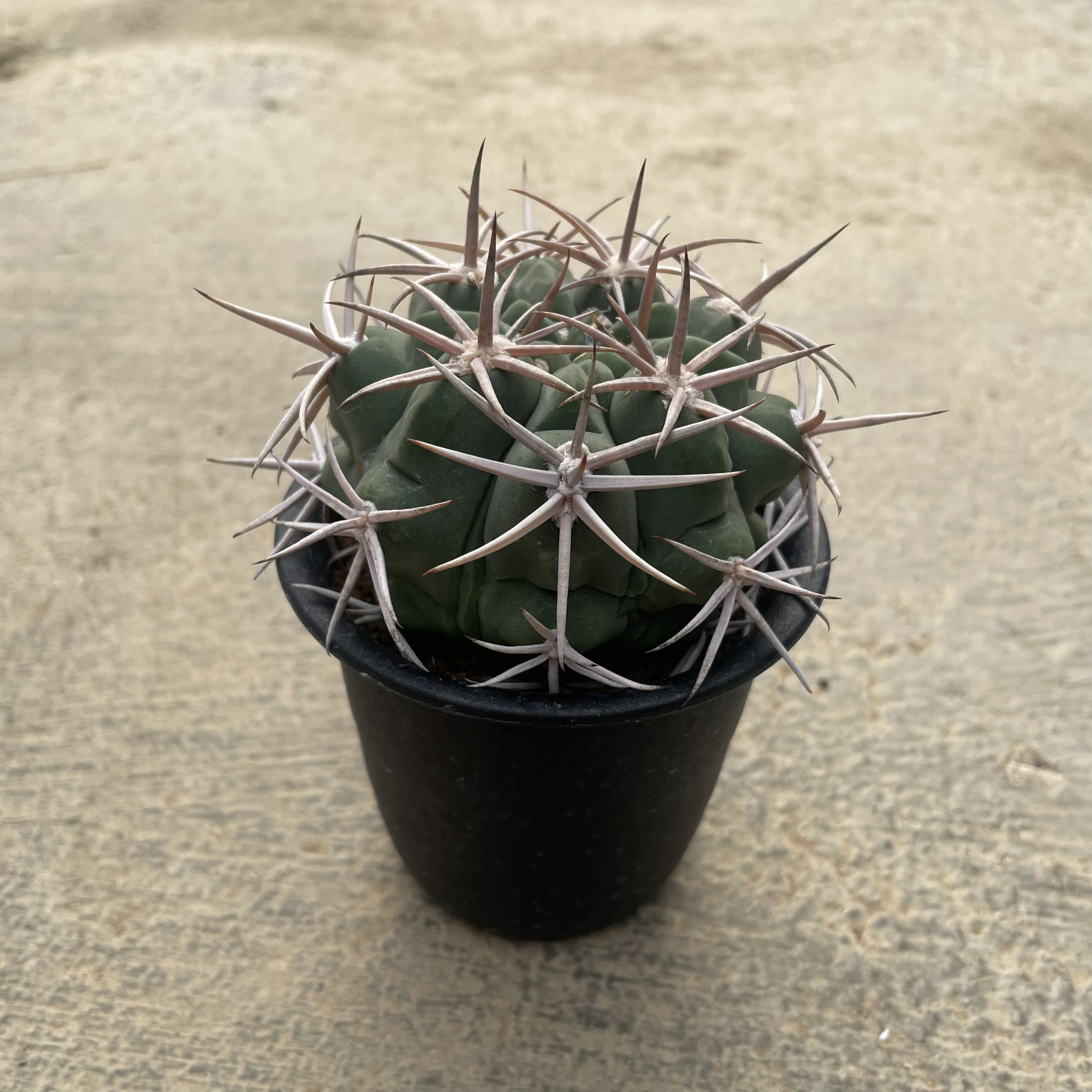 楽天市場】【Gimnocalycium ギムノカリキウム フェロシオール