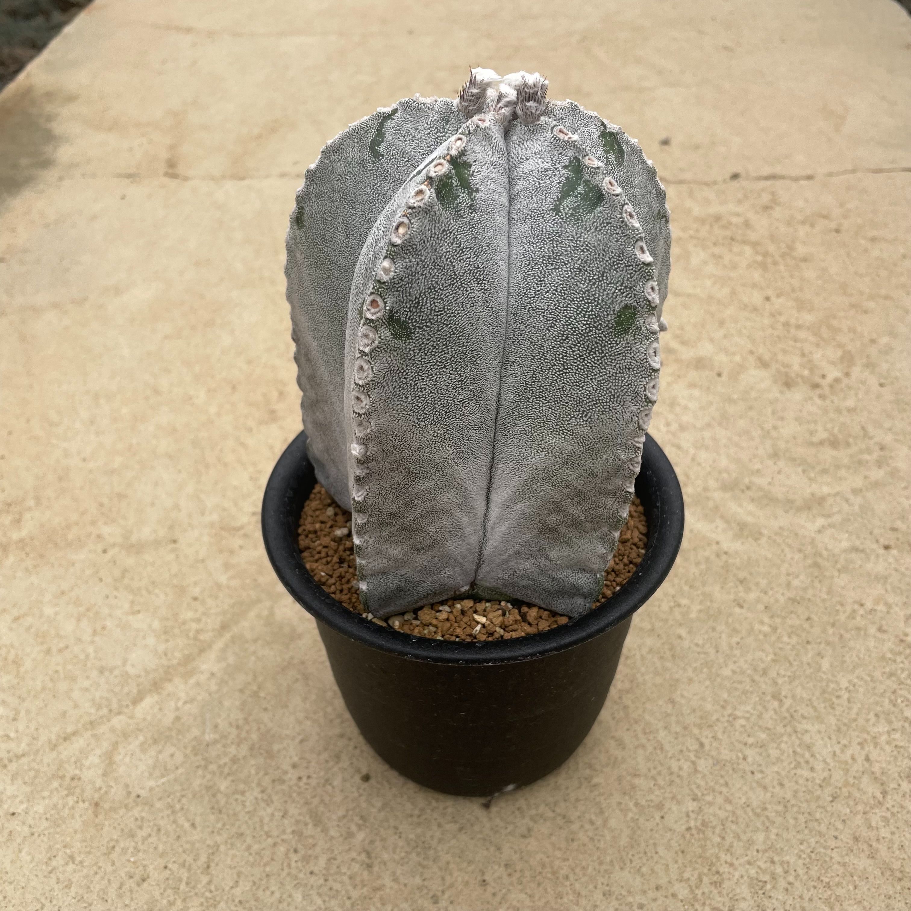 楽天市場】【アズテキウム 紅籠 】管理方法付き3.5号鉢 サボテン 多肉