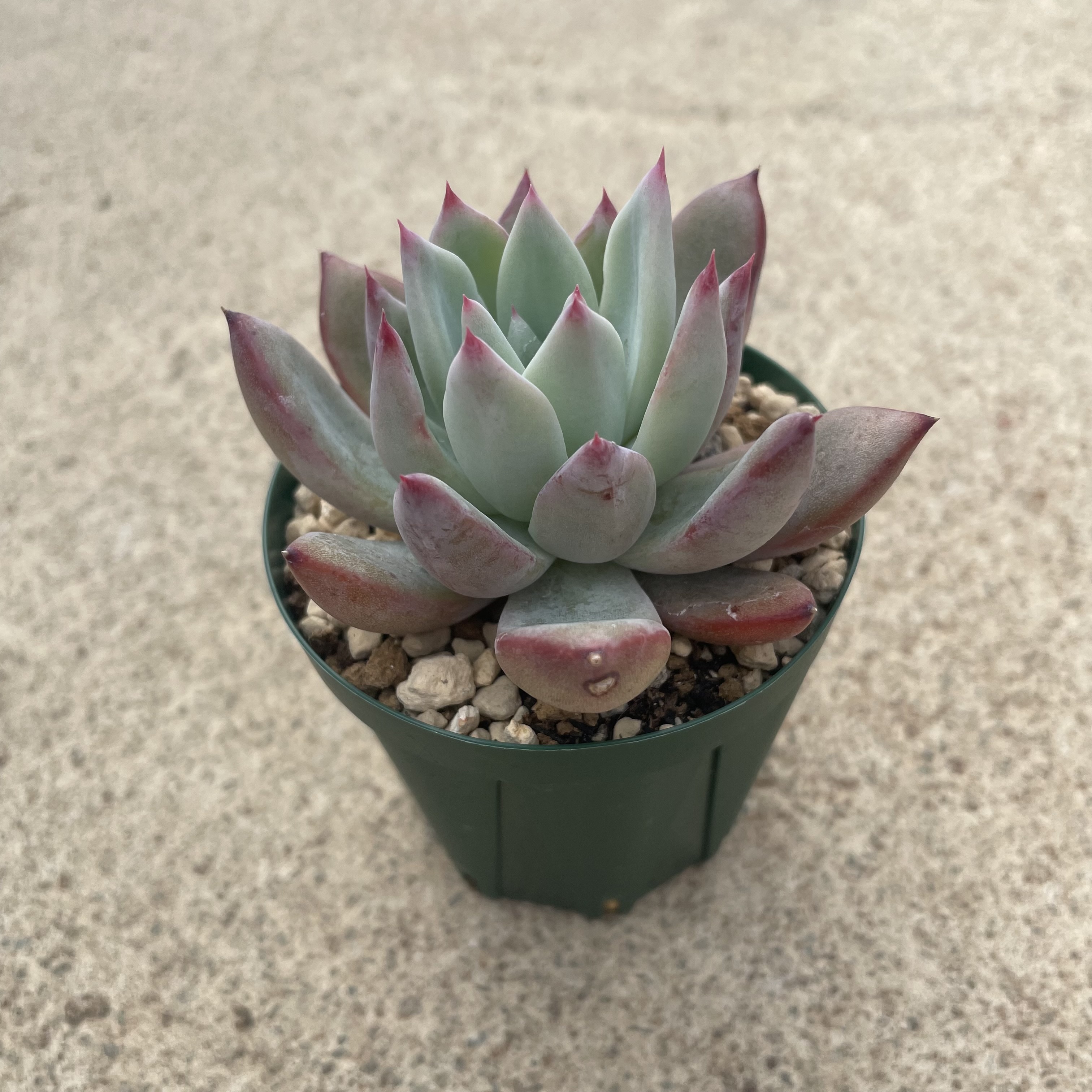 Echeveria エケベリア コロラータxAlps 　管理方法付き 2.5号鉢 サボテン 多肉植物 希少 珍奇植物 レア 珍品 珍しい インテリア 観葉植物 グリーン 人気 おうち時間 プレゼント ギフト おしゃれ