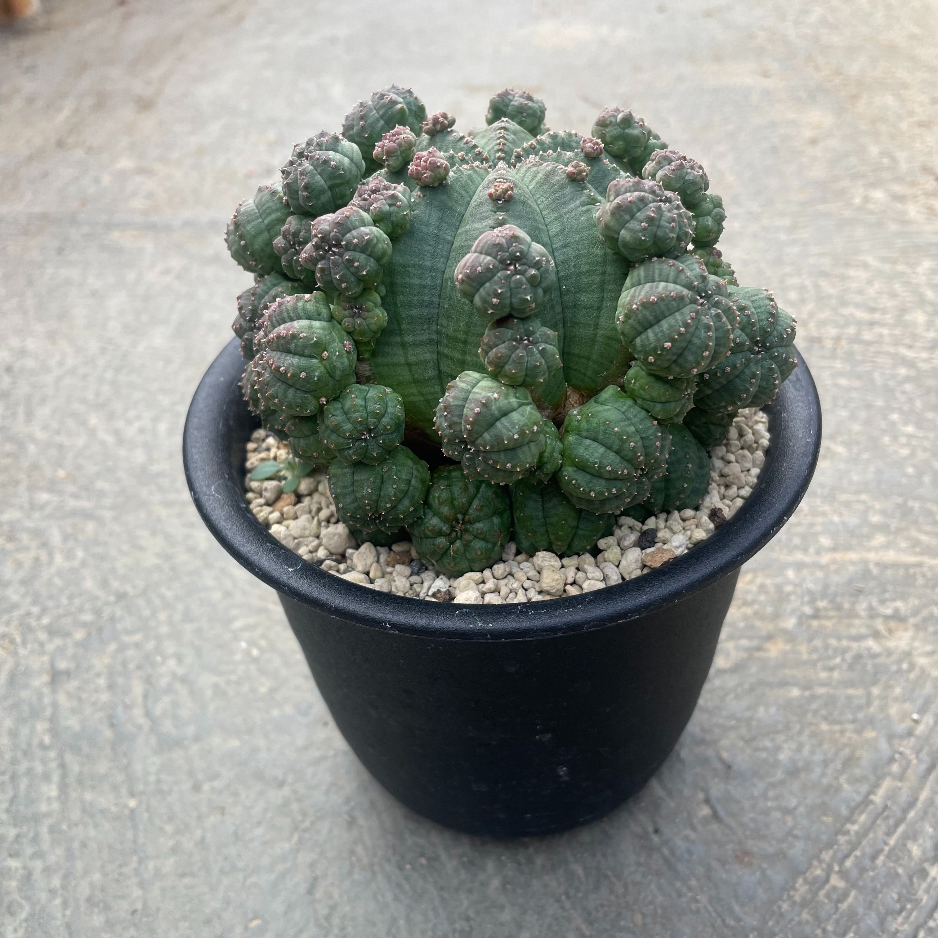 ユーフォルビア　クリビコラ　錦　斑入り　接ぎおろし　台付　発根済み ユーフォルビア クリビコラ 錦 斑入り 接ぎおろし 台付 発根済み