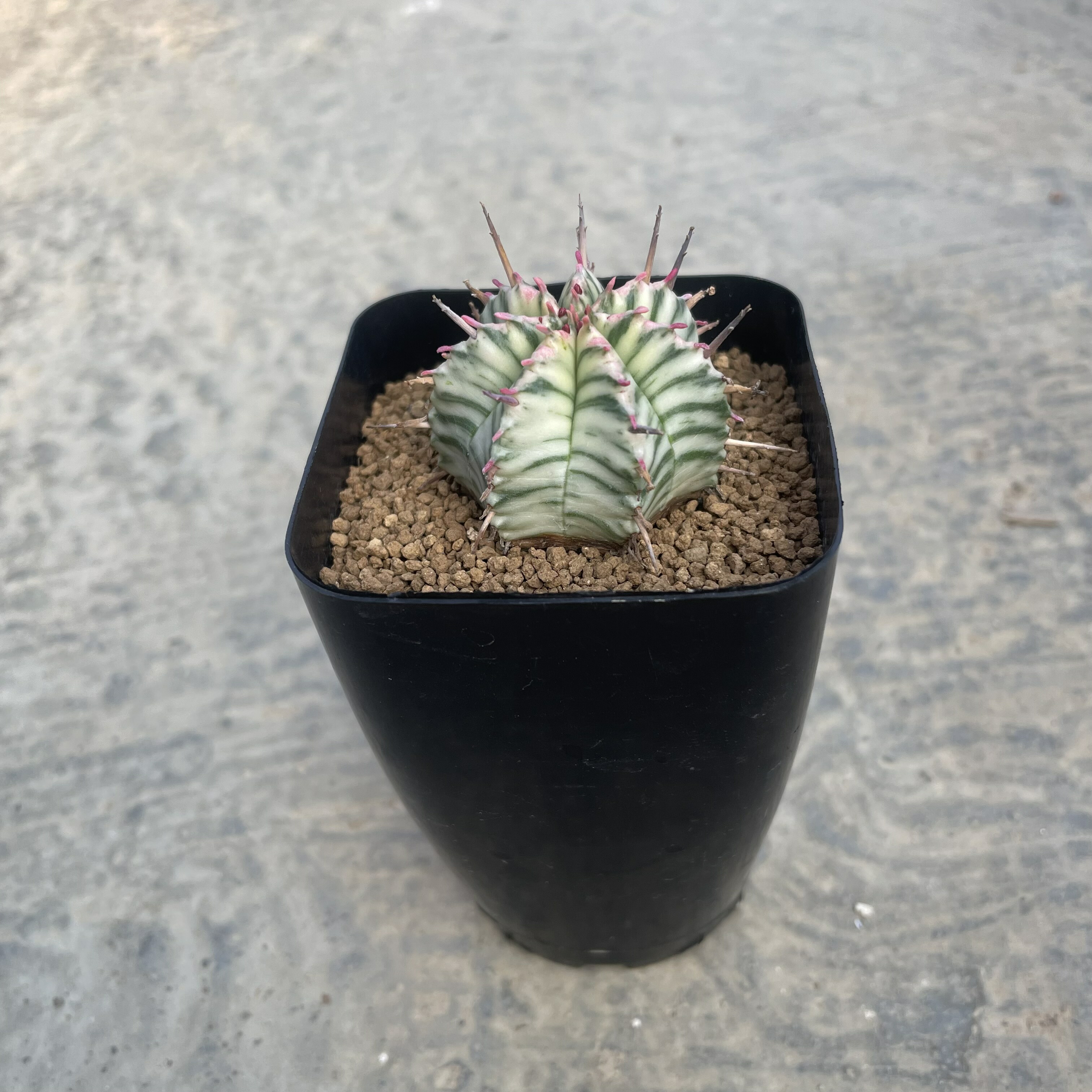 楽天市場】Euphorbia ユーフォルビア 亀甲オベサ 管理方法付き2号鉢