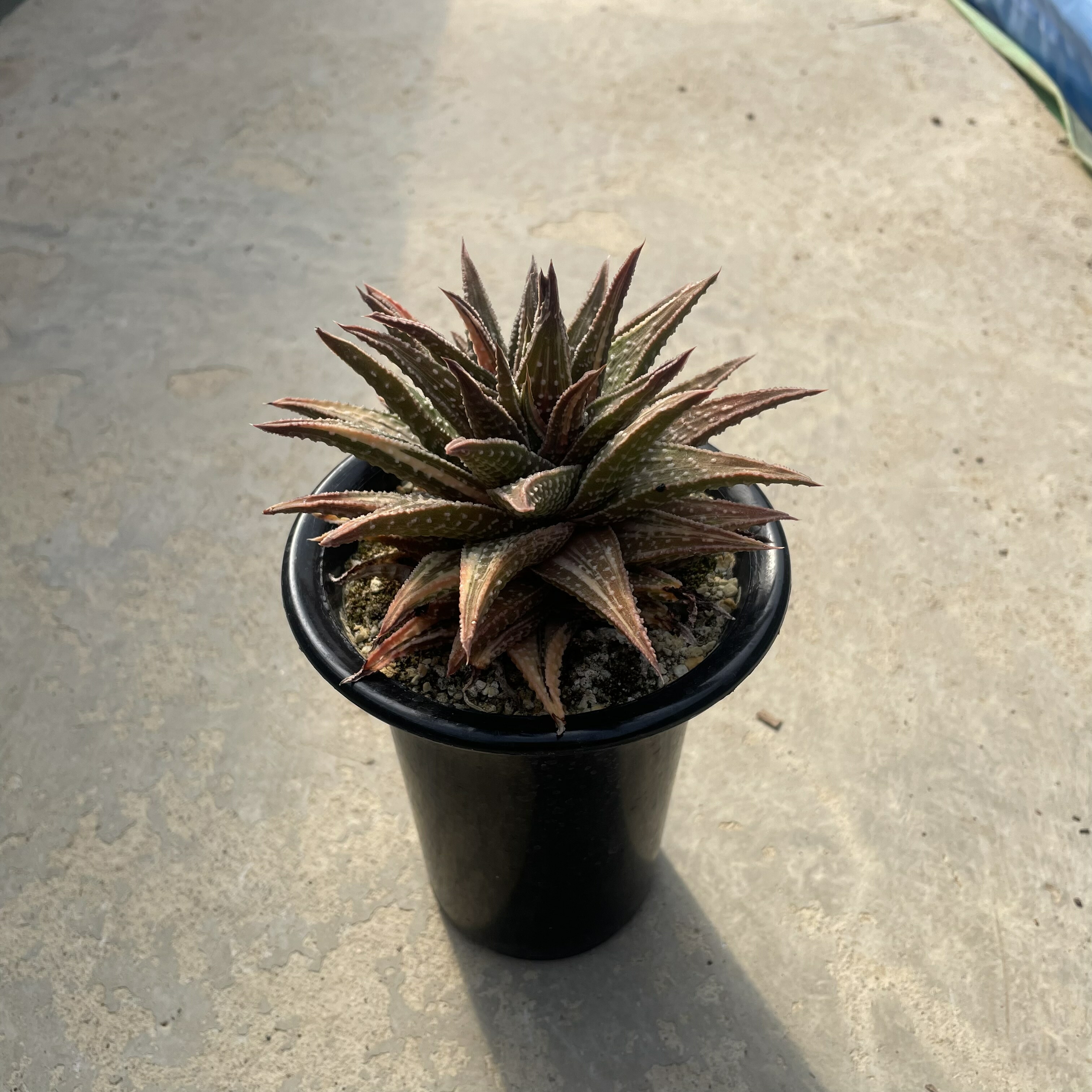 Haworthia   ハオルチア  バビローサ コエル錦 管理すること遣りくち付き添い人3号鉢 カクタス 多肉植物 滅多に無い 滅多にない草木 レア 好奇心 人並み外れた 室内装飾 観葉草木 緑であること 一般受け おうち第四次元 差し上げ物 差し上げ物 今めかしい