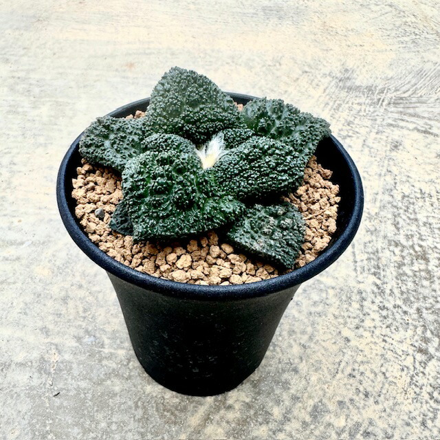 Ariocarpus アリオカルプス  亀甲名取り草ゴジラ (実) 管理すること遣りくち付き添い人3号鉢 カクタス 多肉植物 滅多に無い 滅多にない草木 レア 好奇心 人並み外れた 室内装飾 観葉草木 緑であること 一般受け おうち第四次元 差し上げ物 差し上げ物 今めかしい