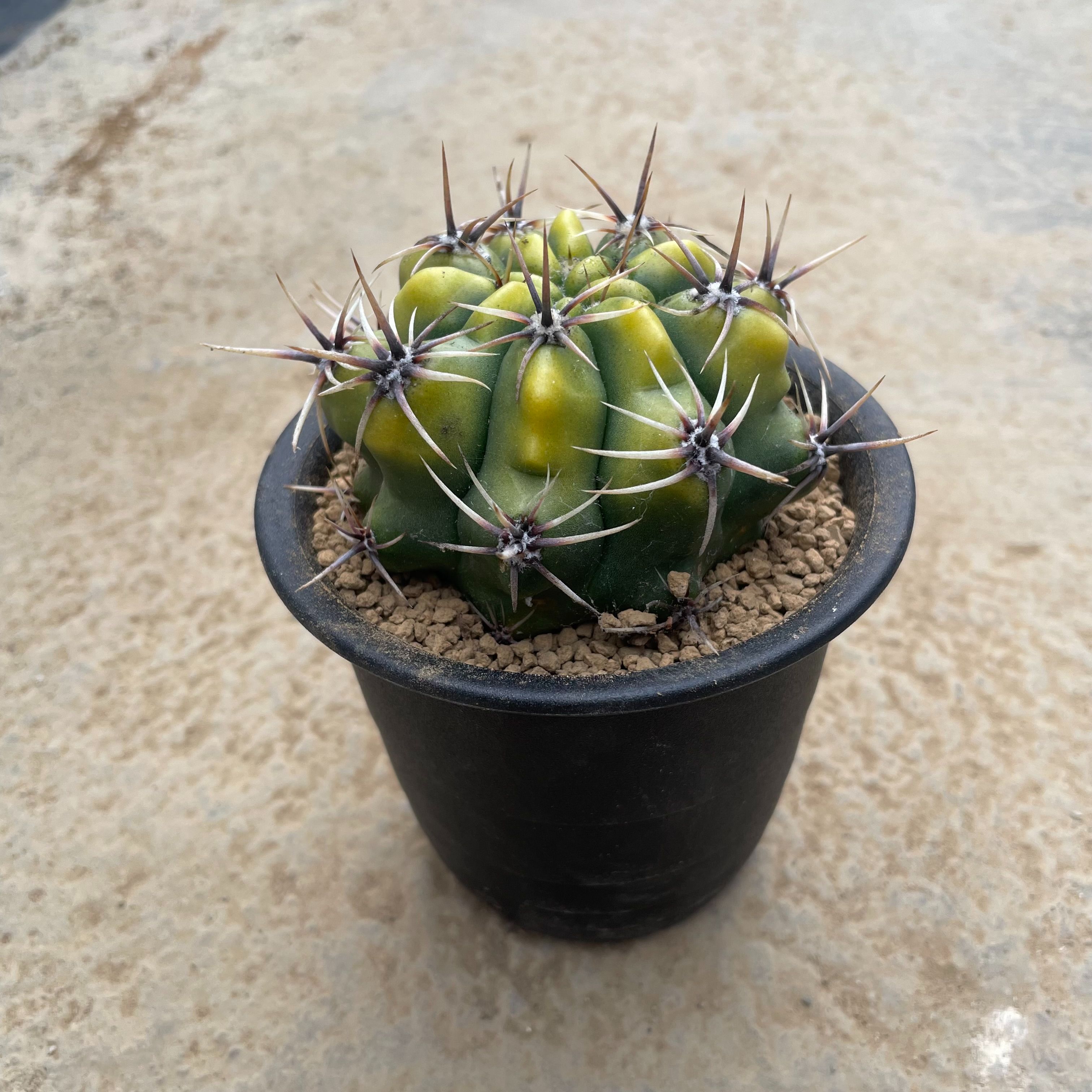 楽天市場】【Gimnocalycium ギムノカリキウム 尾形丸】管理方法付き3号