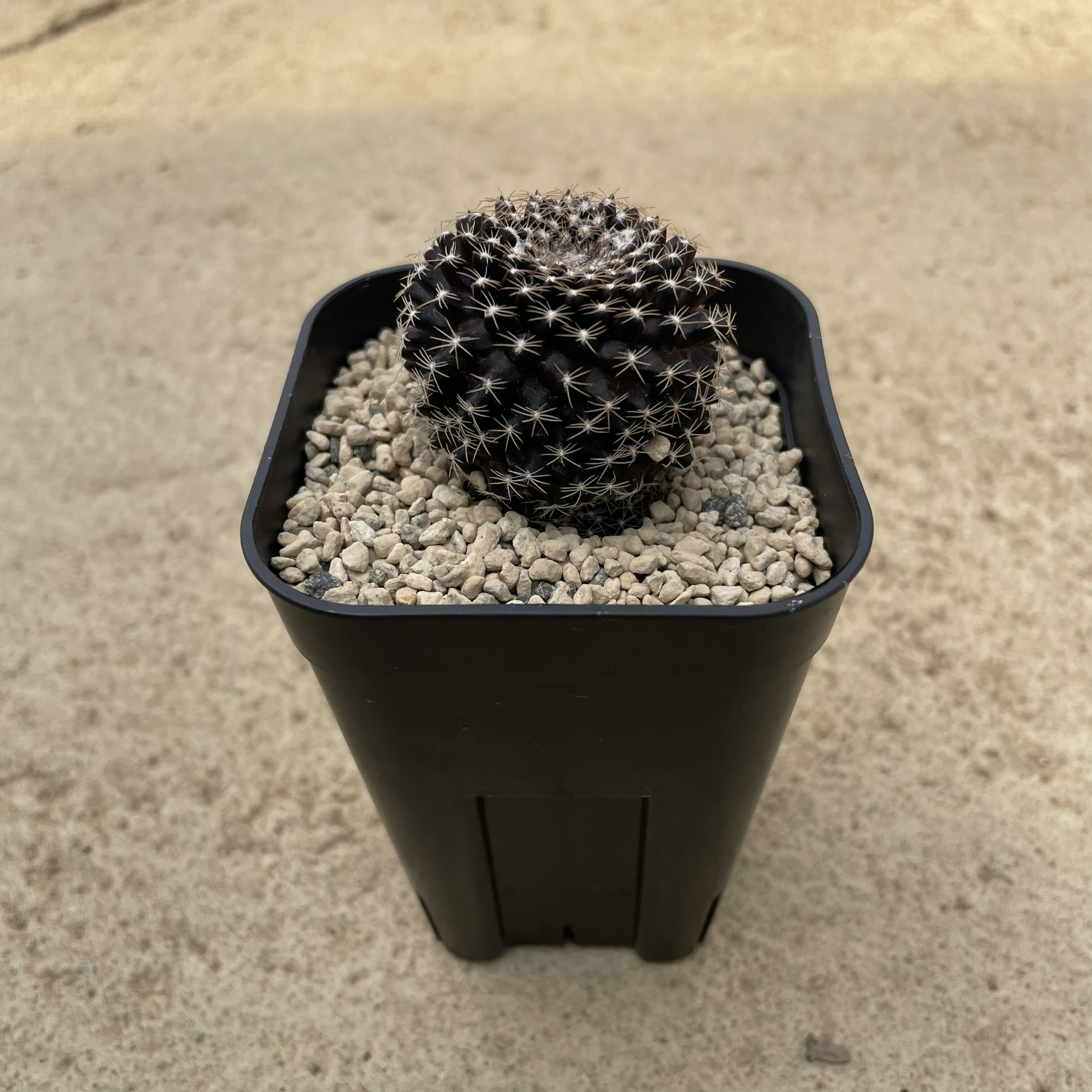 Copiapoa コピアポア バルクテンシス（実） 2.5号鉢 サボテン 多肉植物 希少 珍奇植物 レア 珍品 珍しい インテリア 観葉植物 グリーン 人気 おうち時間 プレゼント ギフト おしゃれ