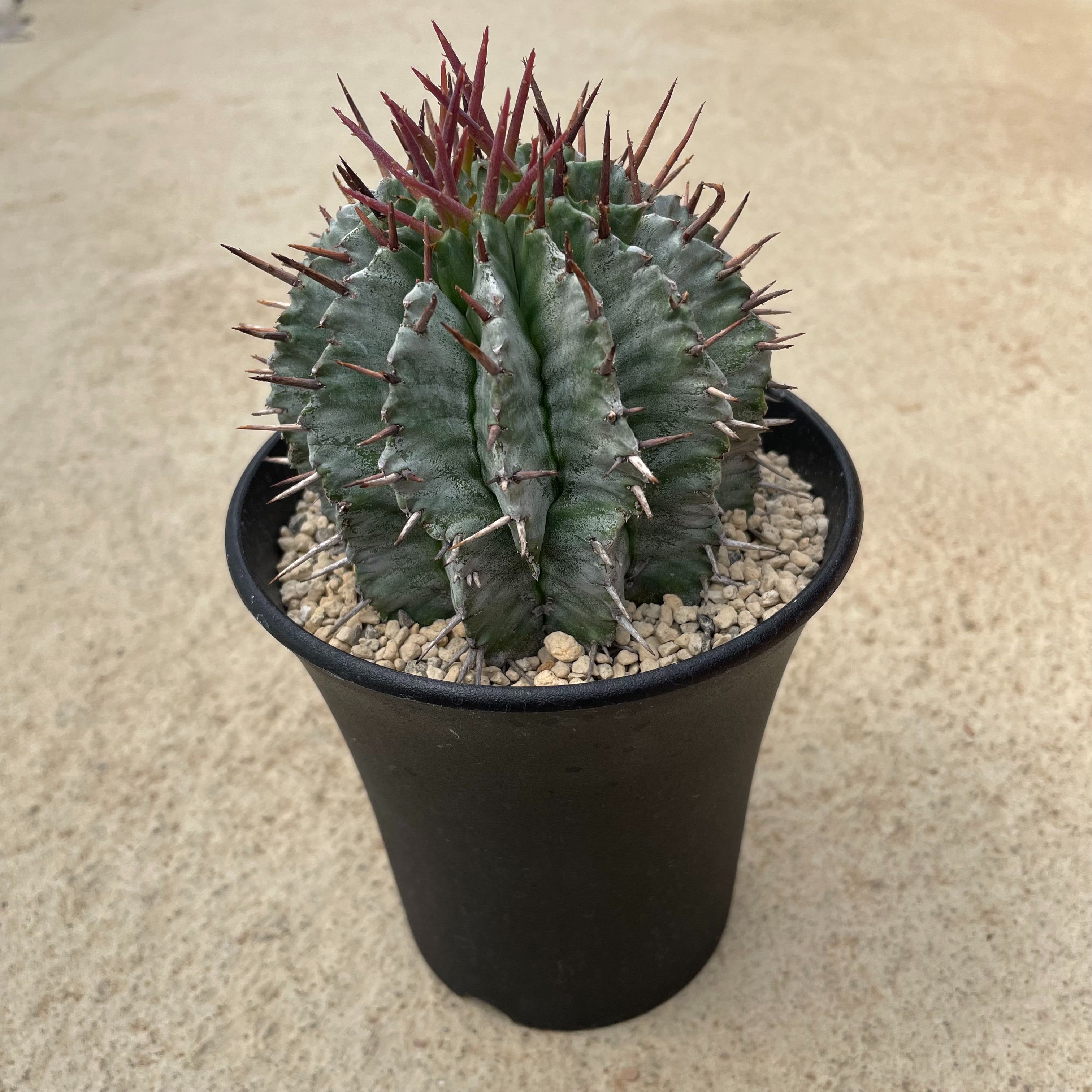 ☆新春　希少　レア　多肉　ユーフォルビア　ディオスコレア　亀甲竜　美品　即決　早い者勝ち 3☆☆ レア多肉植物の通販 | 花・ガーデニングの価格比較ならビカム