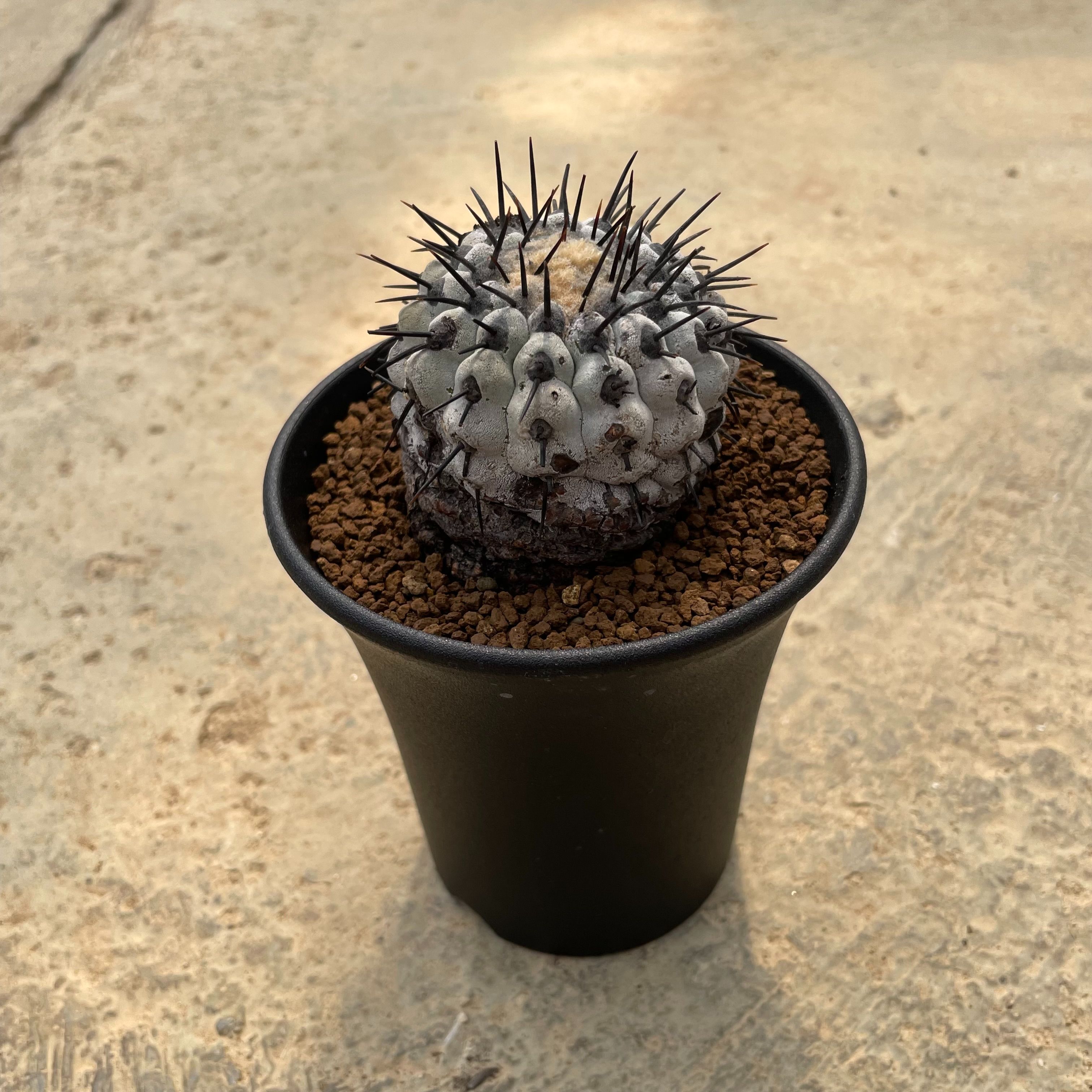 楽天市場】Echinocactus エキノカクタス 大竜冠 タイリュウカン 管理
