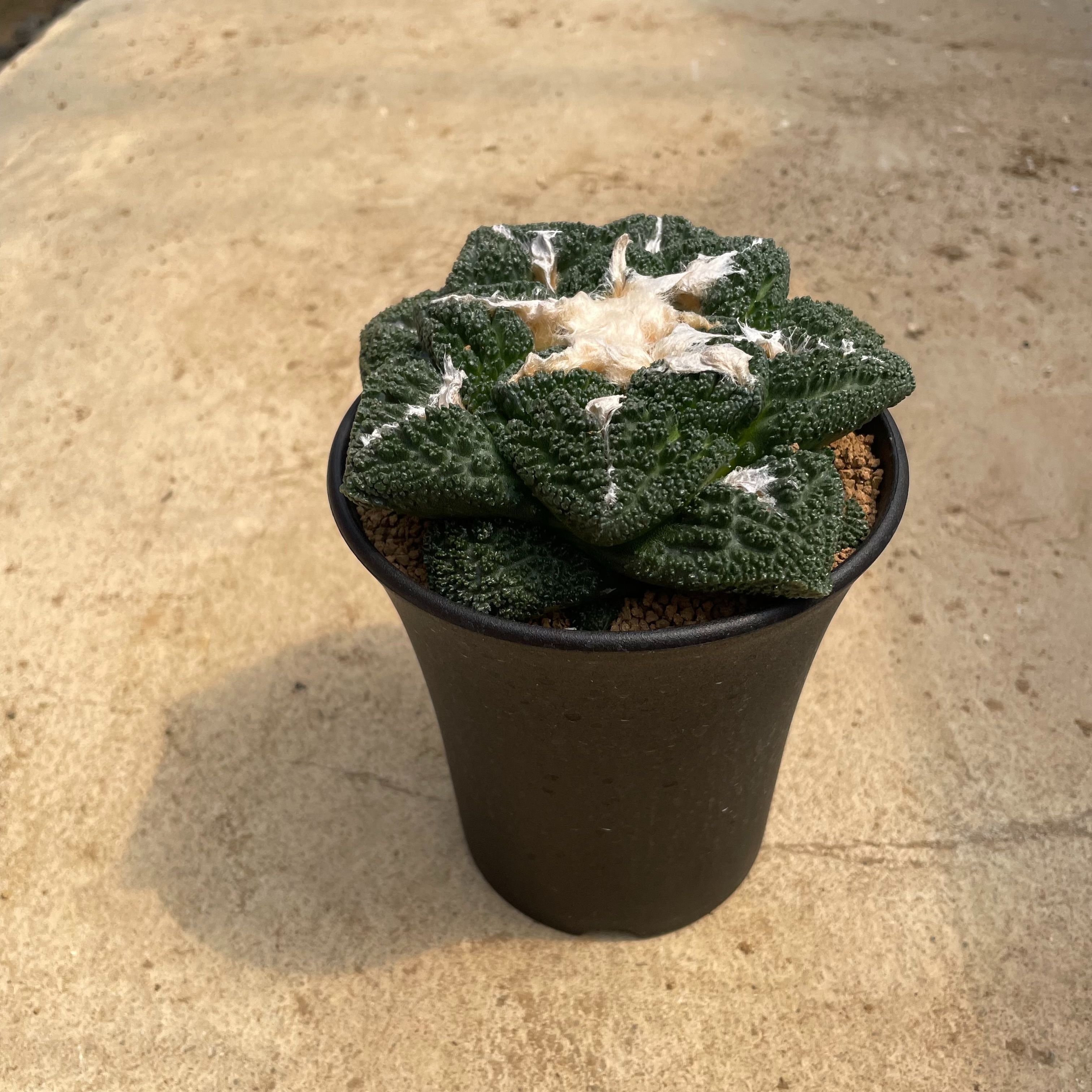 楽天市場】サボテン：アリオカルプス ゴジラ*幅3cm 現品！一品限り