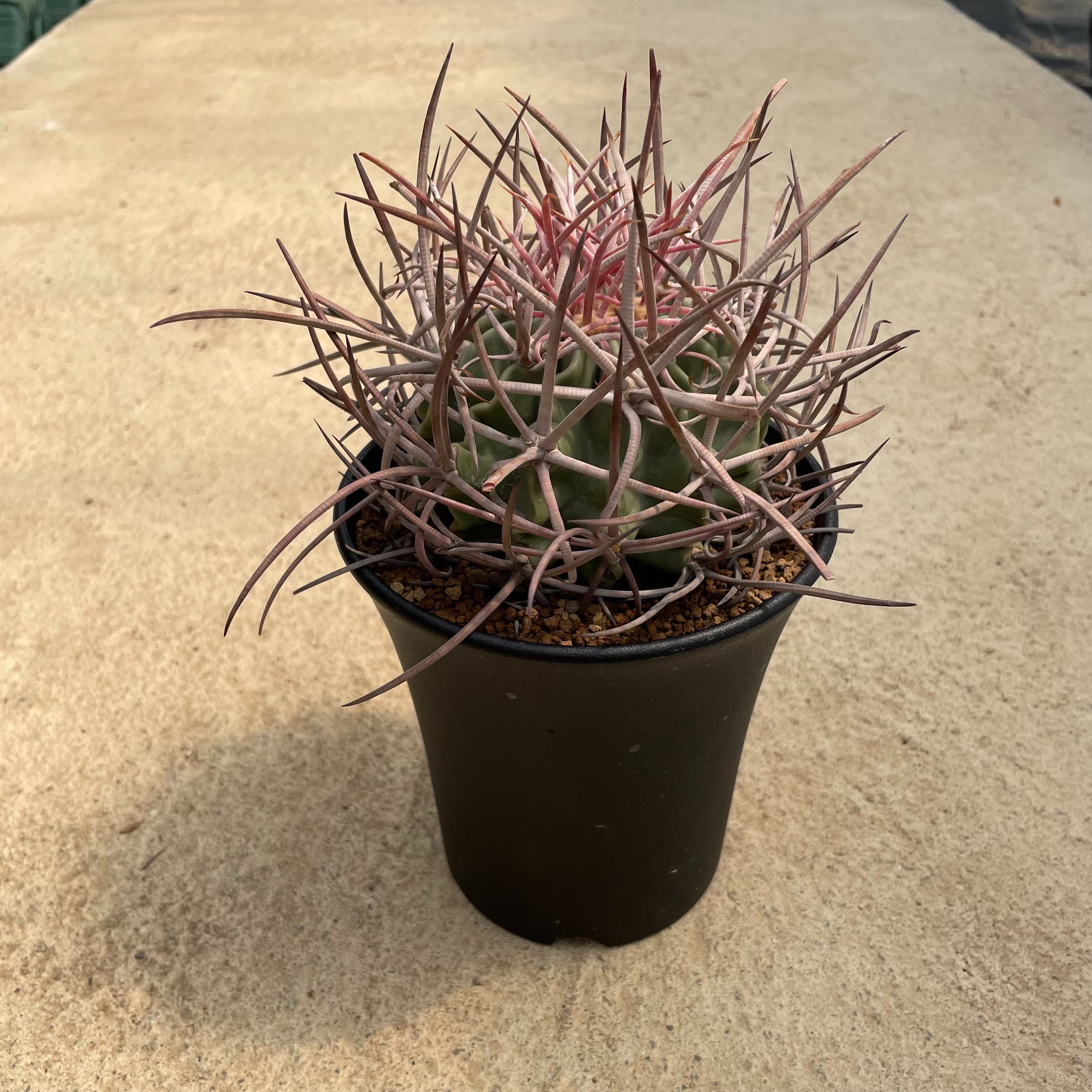 Echinocactus  エキノカクタス  大竜冠  タイリュウカン 管理すること遣りくち付き添い人4号鉢 カクタス 多肉植物 滅多に無い 滅多にない草木 レア 好奇心 人並み外れた 室内装飾 観葉草木 緑であること 一般受け おうち第四次元 差し上げ物 差し上げ物 今めかしい