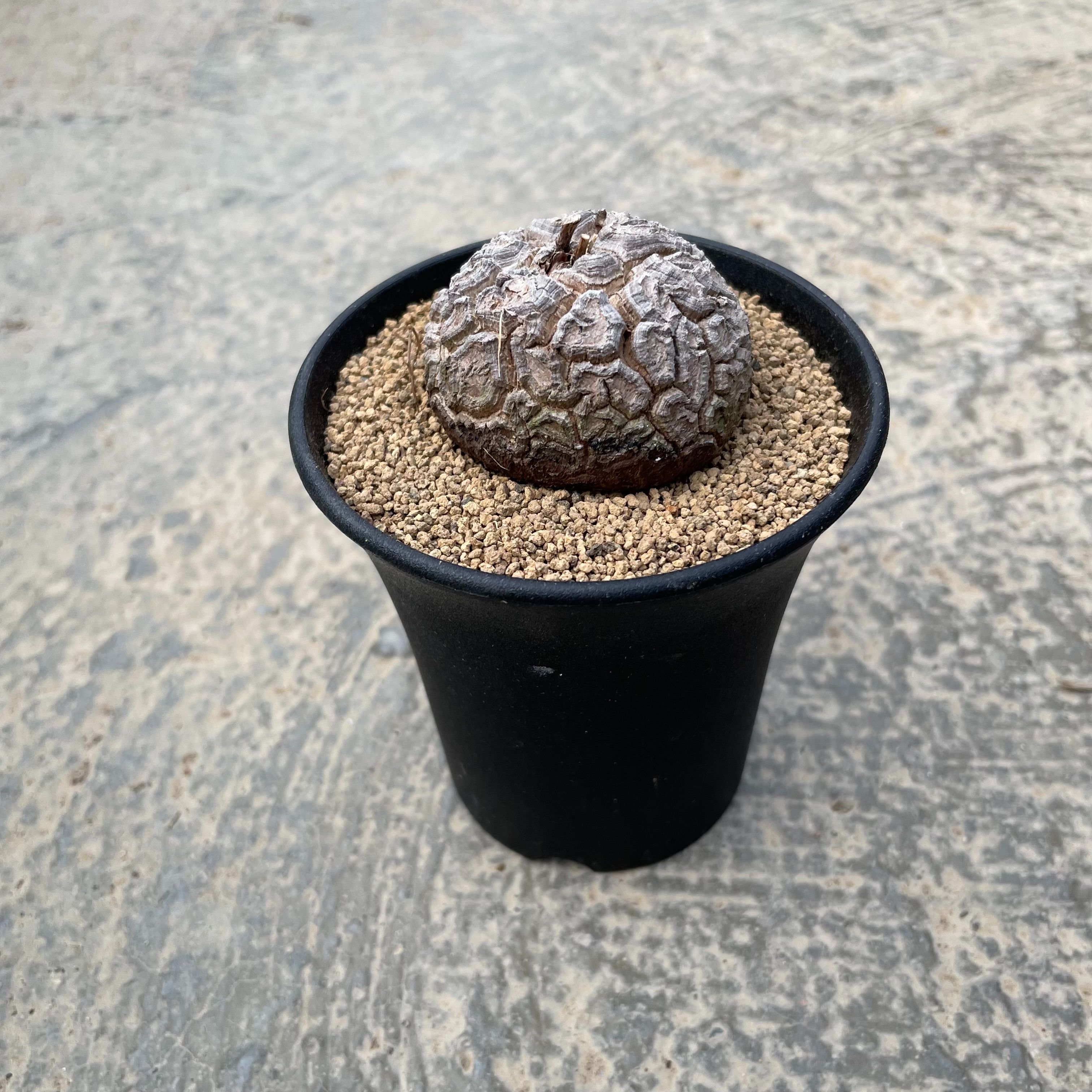 Discorea ディスコレア 亀甲竜 管理方法付き 2.5号鉢 サボテン 多肉植物 希少 珍奇植物 レア 珍品 珍しい インテリア 観葉植物 グリーン 人気 おうち時間 プレゼント ギフト おしゃれ