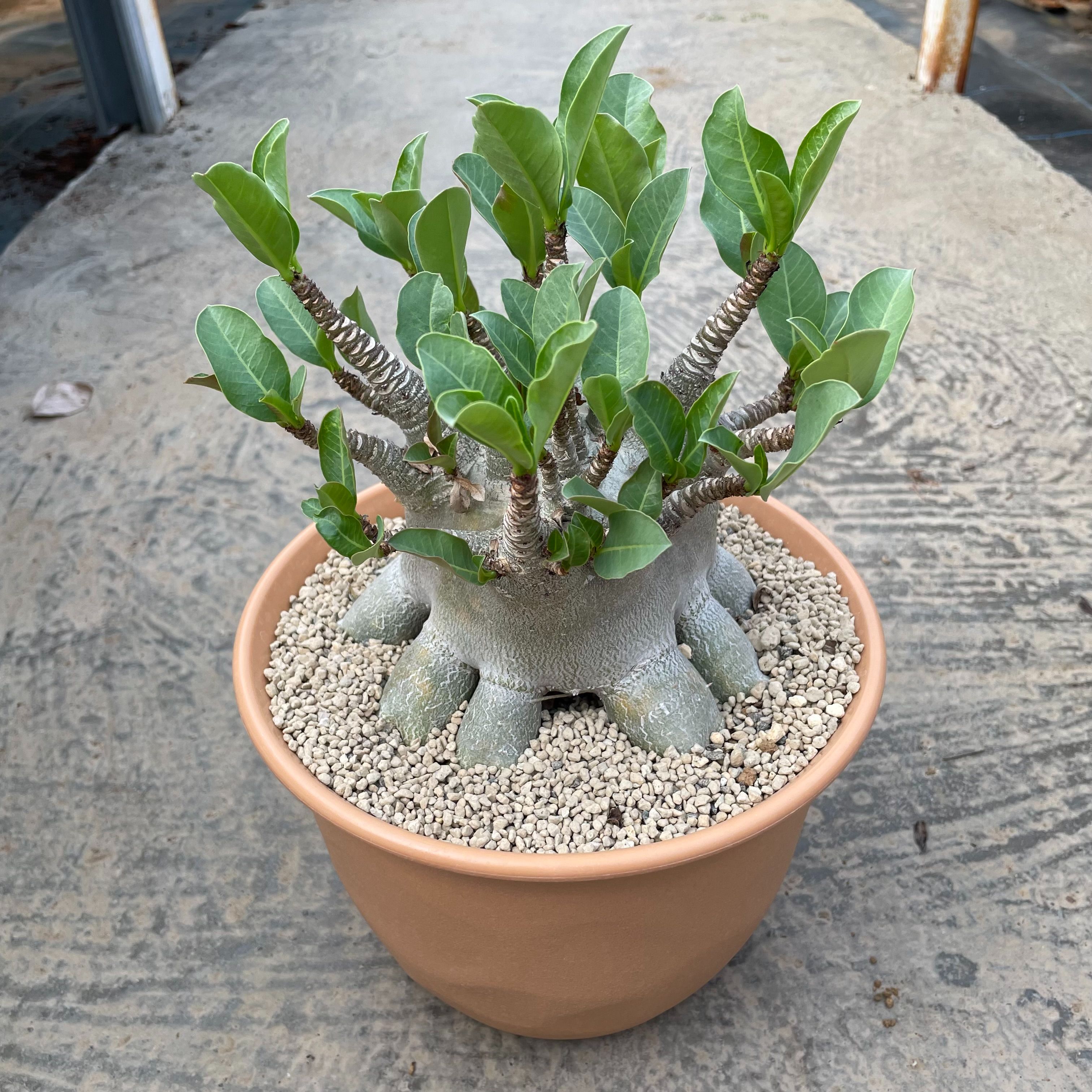 楽天市場】多肉植物 塊根植物 種子 矮性品種 Adenium Arabicum Dwarf