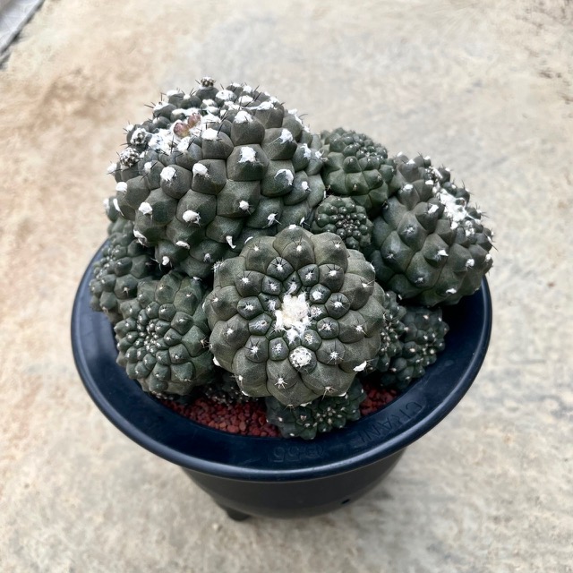 楽天市場】【現品・現物】サボテン・コピアポア・エキナータ 4