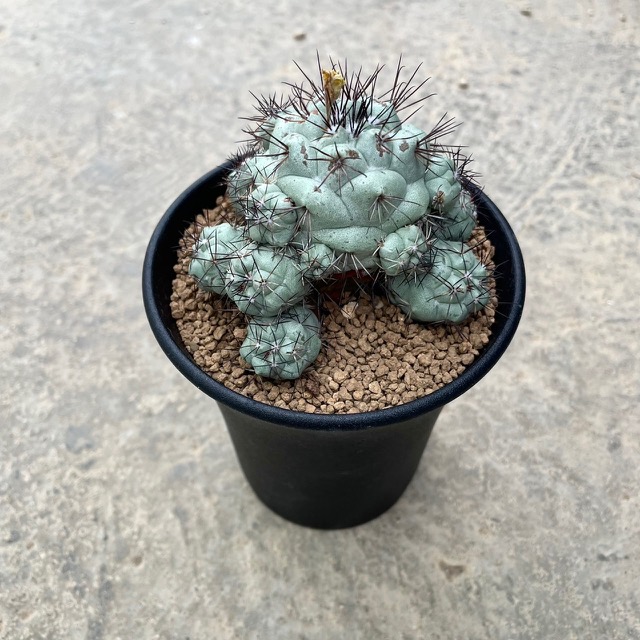 【Ortegocactus オルテゴカクタス  マクドカリー（実） 】管理すること遣りくち付き添い人4号鉢 カクタス 多肉植物 滅多に無い 滅多にない草木 レア 好奇心 人並み外れた 室内装飾 観葉草木 緑であること 一般受け おうち第四次元 差し上げ物 差し上げ物 今めかしい