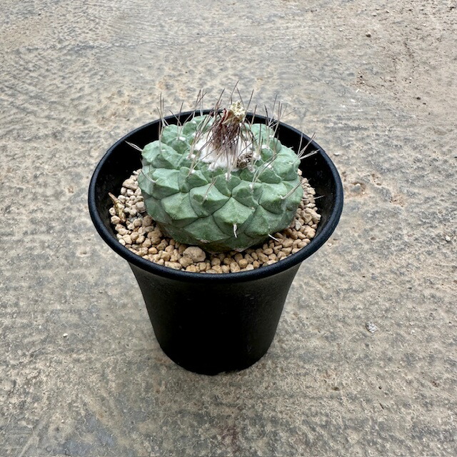 竜神木　実生　9鉢セット Yahoo!オークション -「竜神木」(花、園芸) の落札相場・落札価格