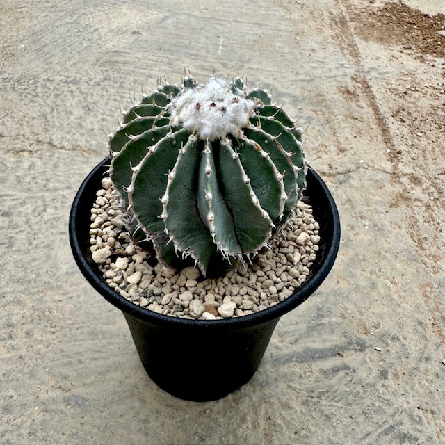 sensyuu ゲオヒントニア・メキシカーナ (二頭・台付）　抜き苗 マニアックなサボテン、ゲオヒントニア・メキシカーナ（二代目