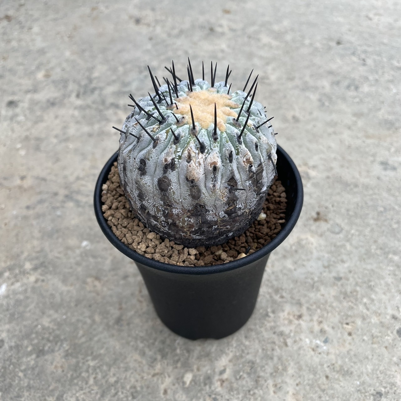 Copiapoa コピアポア　写真集　貴重本　2025 新品 Copiapoa コピアポア 写真集 貴重本 2025 新品 - メルカリ