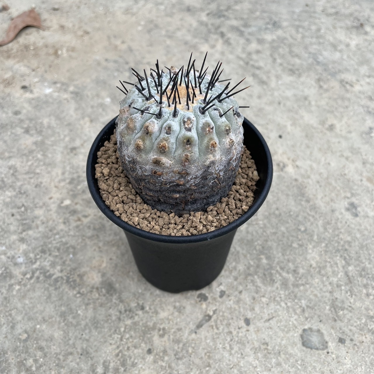 楽天市場】【Copiapoa コピアポア 黒王丸（実） 】管理方法付き2.5号鉢