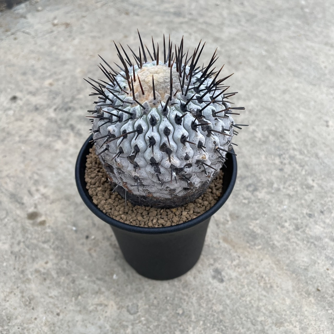 楽天市場】【Copiapoa コピアポア 黒王丸（実）】管理方法付き