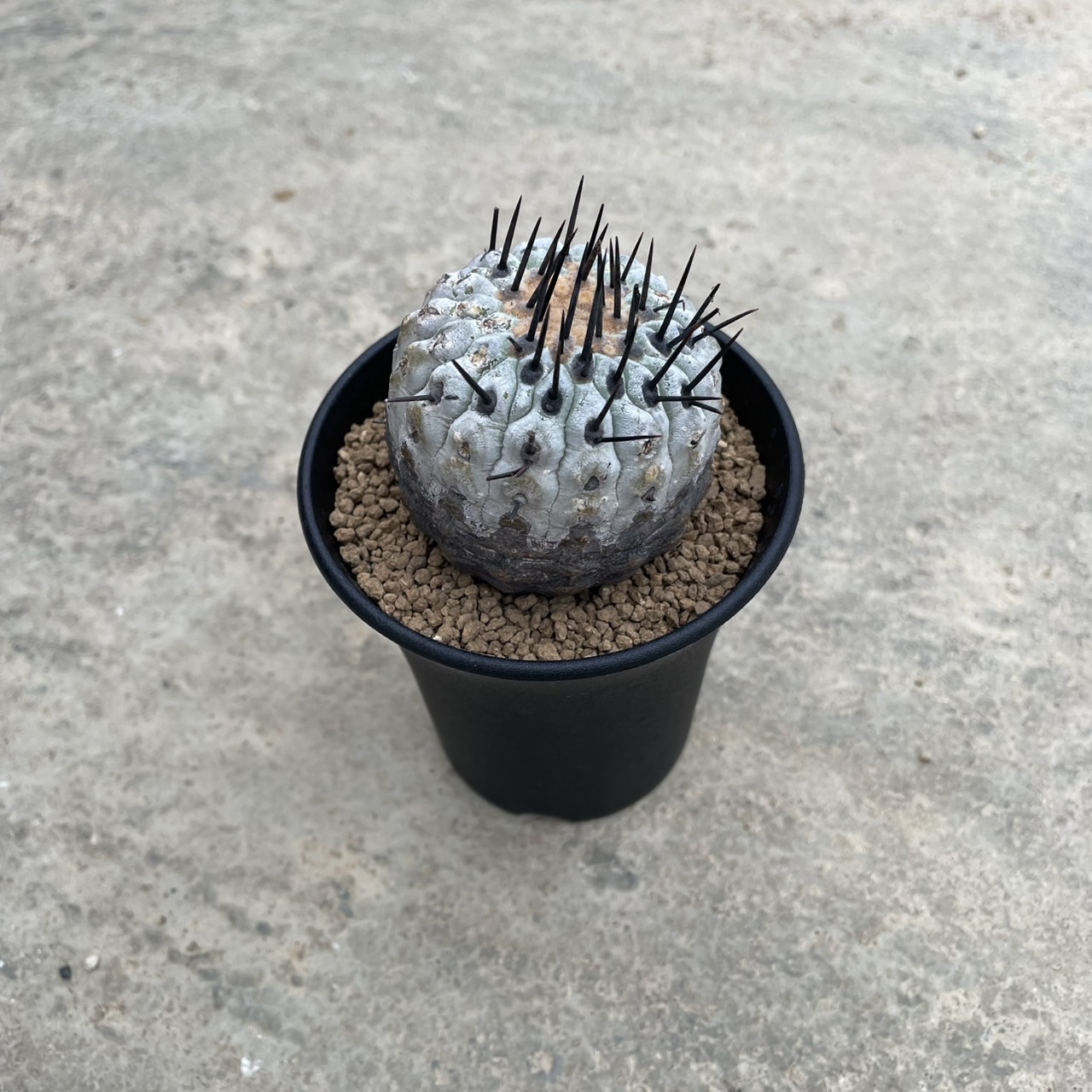 コピアポア　マルギナータ　copiapoa 実根 コピアポア マルギナータ copiapoa 実根 コピアポア