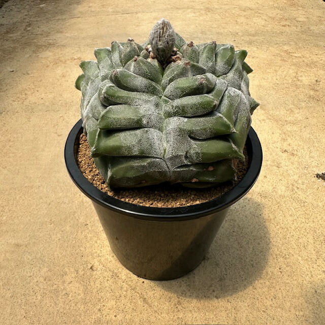 Astrophytum   アストロフィツム  特良亀甲ストロンギ（実）管理すること遣りくち付き添い人5号鉢 カクタス 多肉植物 滅多に無い 滅多にない草木 レア 好奇心 人並み外れた 室内装飾 観葉草木 緑であること 一般受け おうち第四次元 差し上げ物 差し上げ物 今めかしい