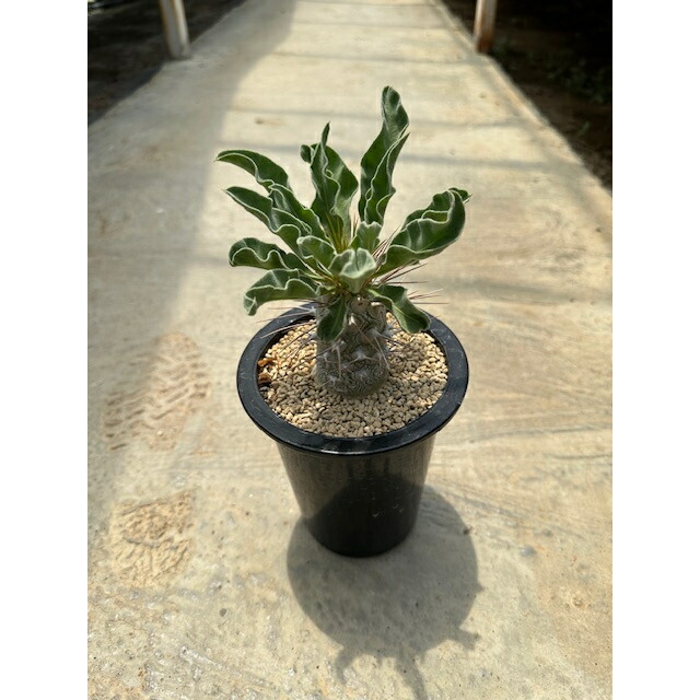 Pachypodium パキポディウム  光堂（実）  管理すること遣りくち付き添い人5号鉢 カクタス 多肉植物 滅多に無い 滅多にない草木 レア 好奇心 人並み外れた 室内装飾 観葉草木 緑であること 一般受け おうち第四次元 差し上げ物 差し上げ物 今めかしい