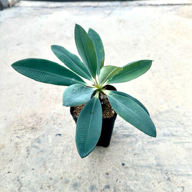 Euphorbia ユーフォルビア パキポディオイデス　管理方法付き 2号鉢 サボテン 多肉植物 希少 珍奇植物 レア 珍品 珍しい インテリア 観葉植物 グリーン 人気 おうち時間 プレゼント ギフト おしゃれ