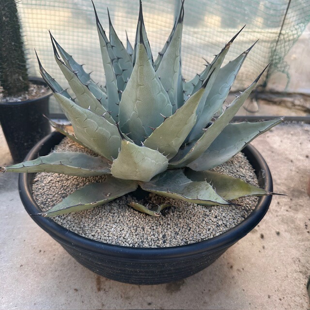 楽天市場】【Agabe アガベ グリーンロータス】管理方法付き5号鉢