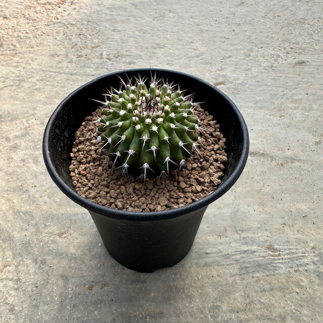 【美株】奇想天外 ウェルウィッチアミラビリス 国内実生 塊根植物 多肉 サボテン Amazon.co.jp: 1科1属1種残り1株 奇想天外 ウェルウィッチア