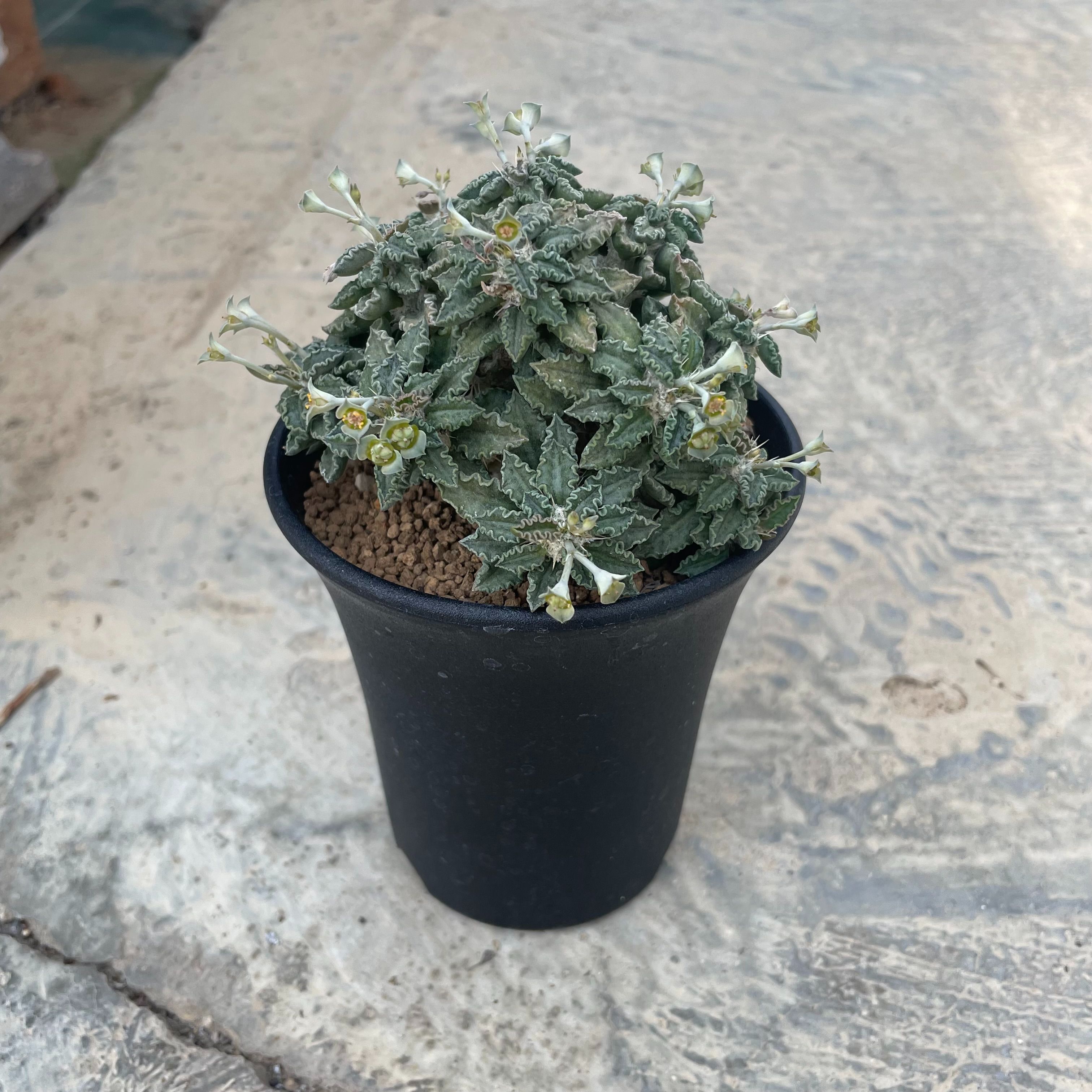 【Euphorbia  ユーフォルビア  トゥレアレンシス 】管理すること操作手順付き添い人3.5号鉢 カクタス 多肉植物 滅多に無い 滅多に無い草木 レア 特異性 人並み外れた 室内装飾 観葉草木 緑であること 一般受け おうち第四次元 差し上げ物 差し上げ物 今めかしい 新遣って行く 引き移る 工作祝