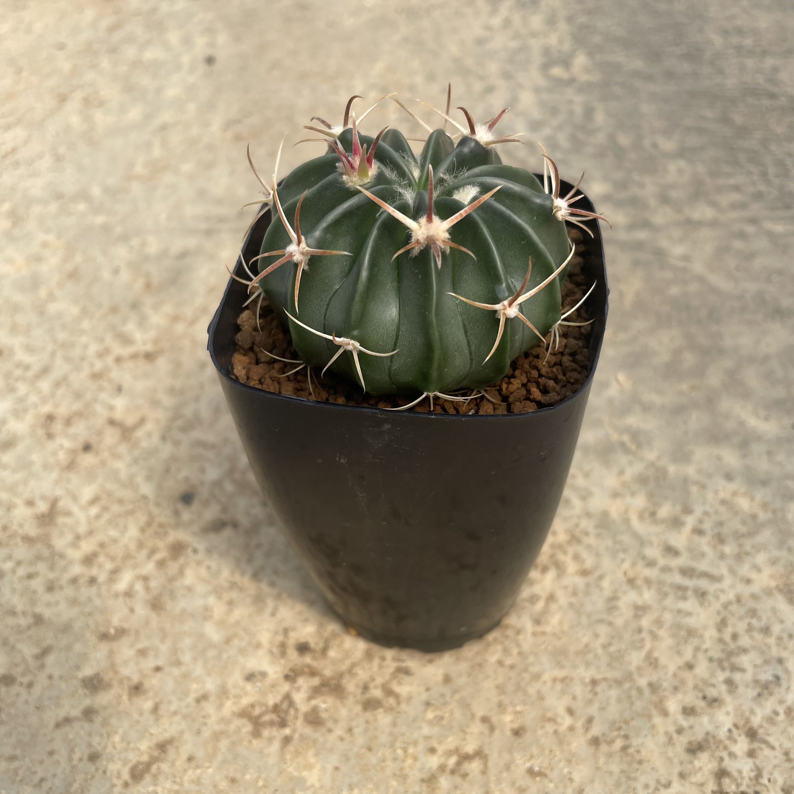 楽天市場】管理番号1266【現品・現物】【販売】サボテン