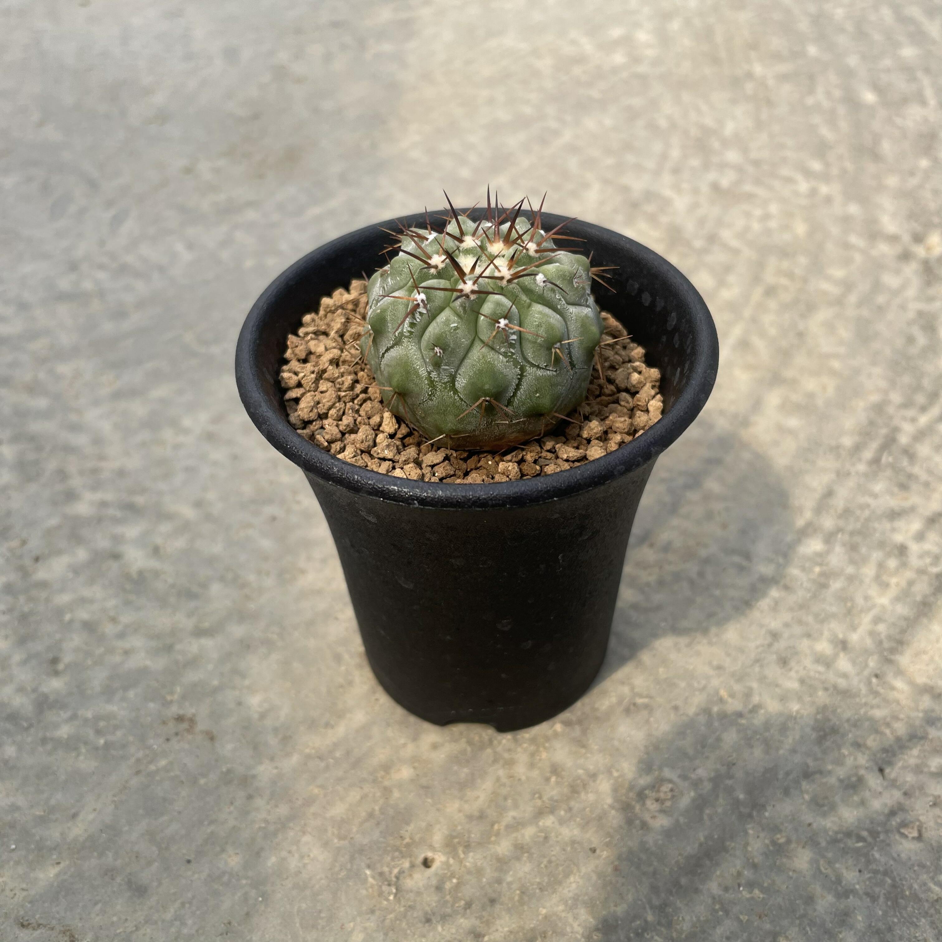 楽天市場】【Copiapoa コピアポア シネレア（実）】管理方法付き2.5号