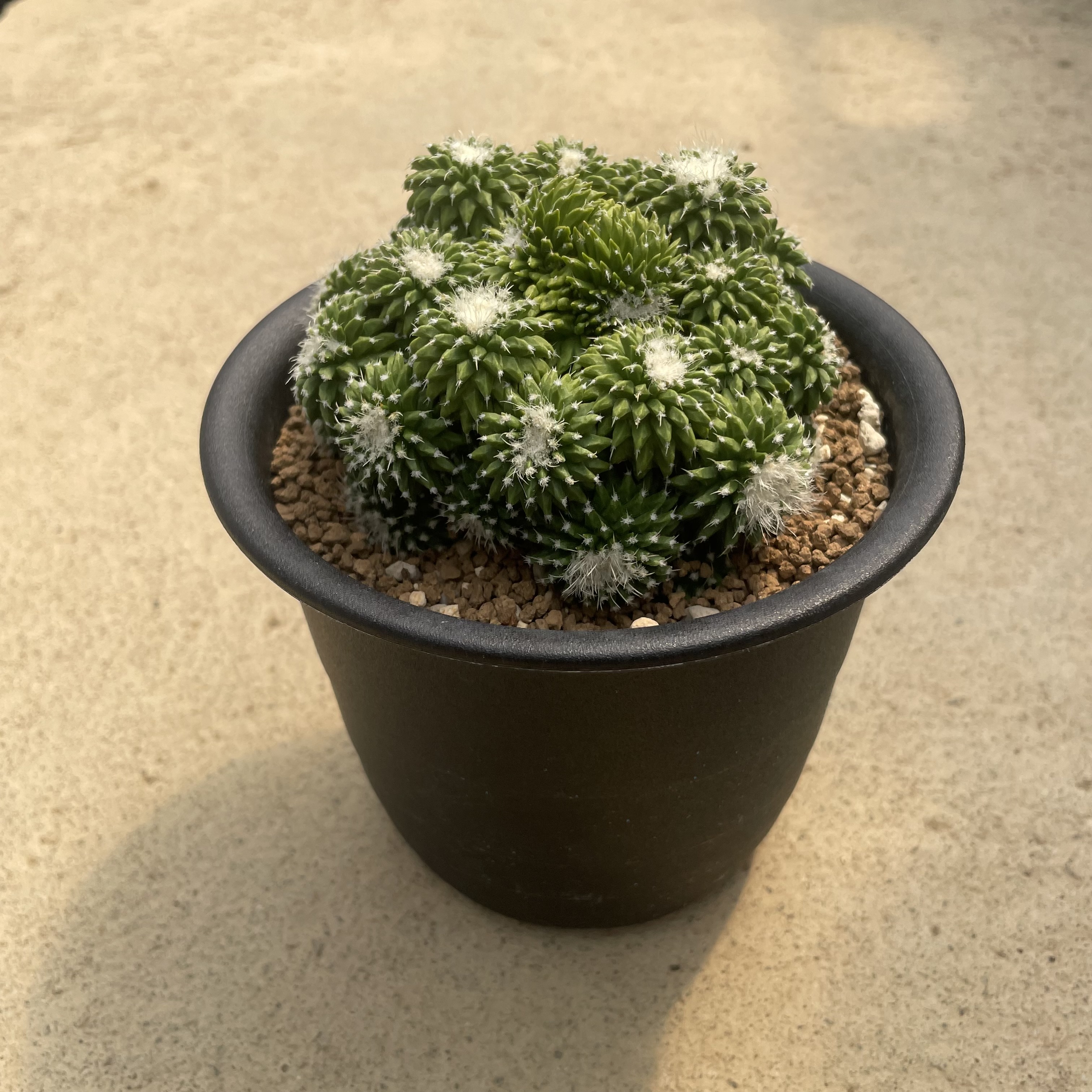 楽天市場】信頼と安心の岐孝園 ブカレンシス 11号 33cm 写真とお送り