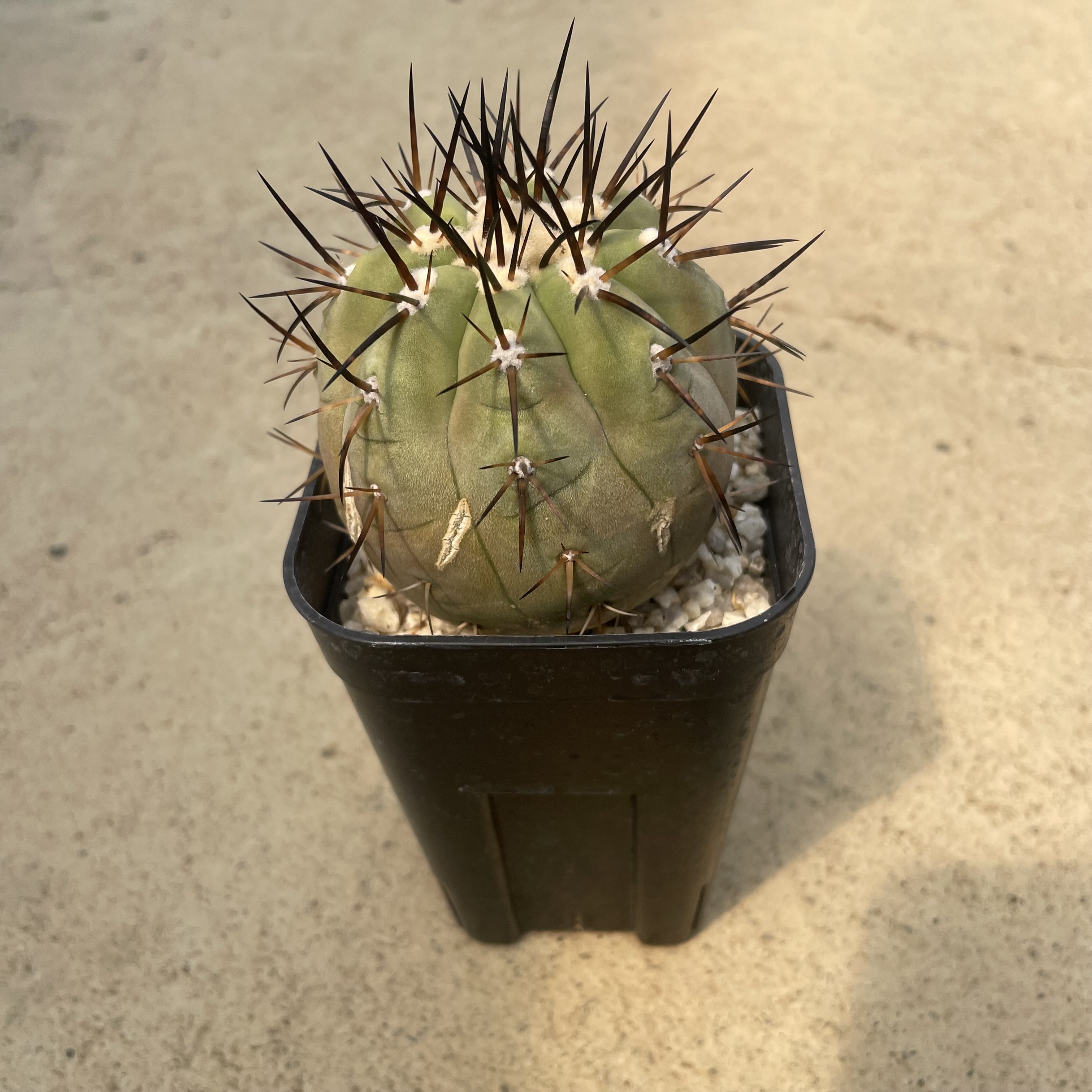 超 特 良！コピアポア 黒王丸 接木 鉢ごと発送 サボテン多肉植物 D190【自社養生株】コピアポア 黒王丸（接ぎ木・発根株・鉢植え