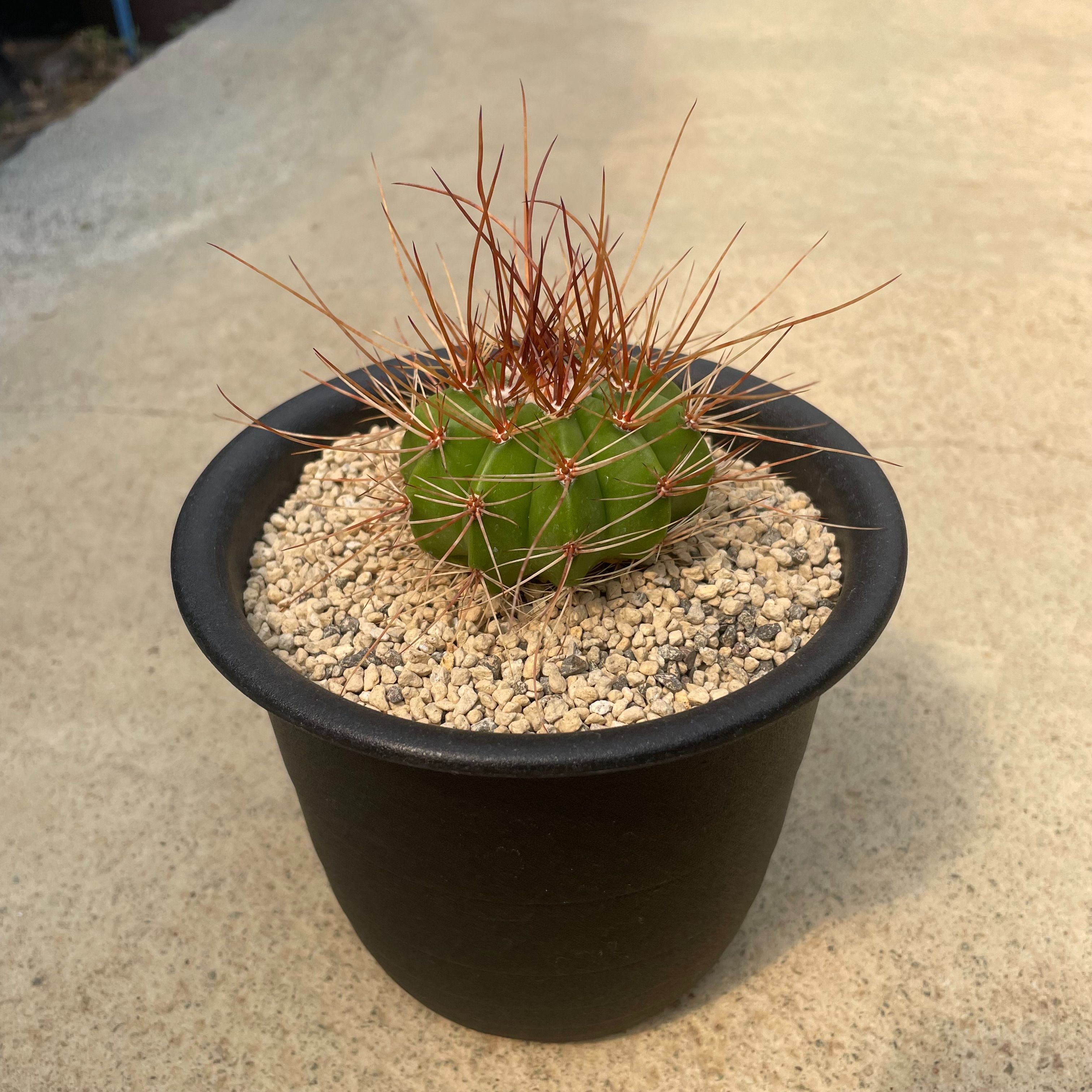 楽天市場】Echinocactus エキノカクタス 大竜冠 タイリュウカン 管理