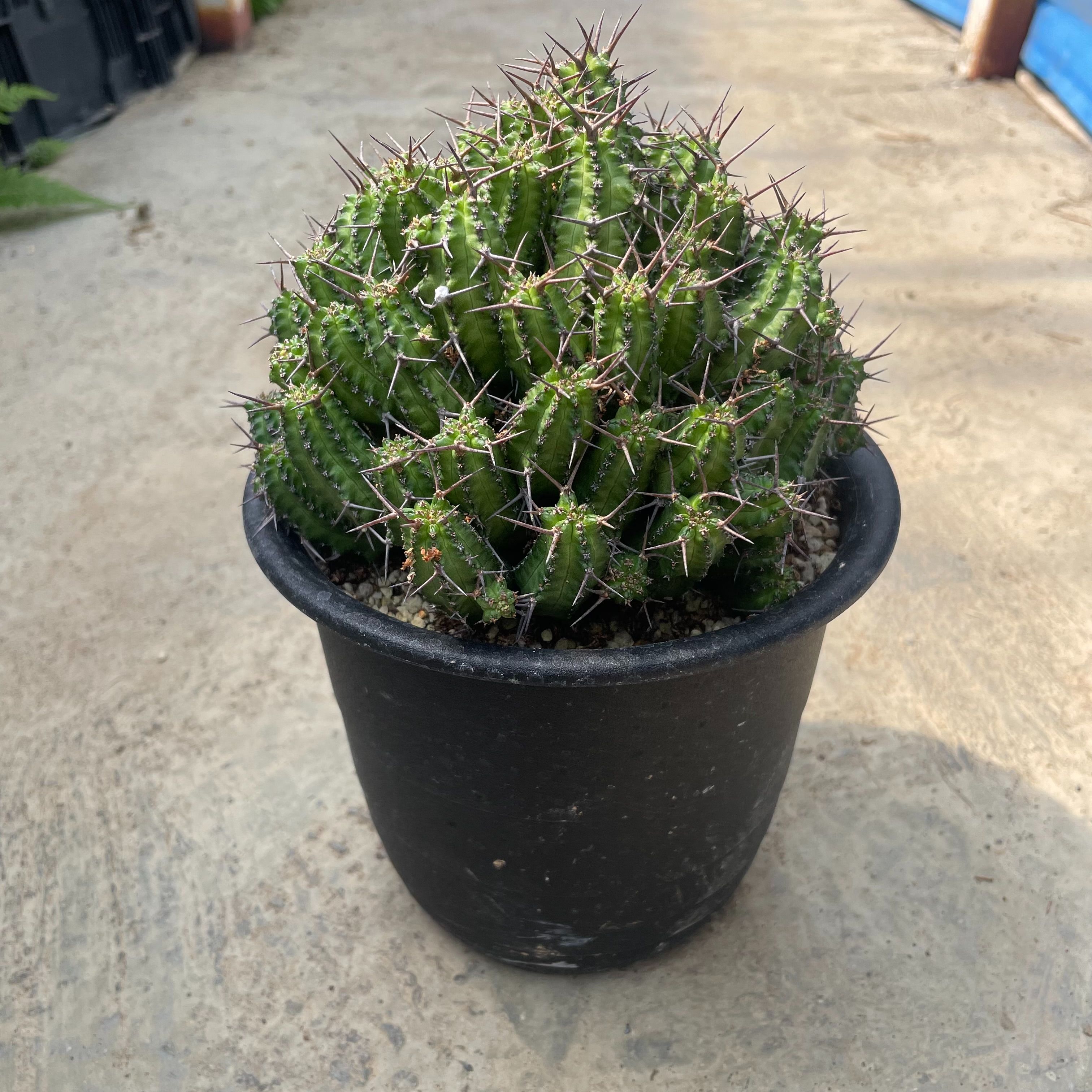 【Euphorbia ユーフォルビア フィリプシアエ 】管理方法付き 4.5号鉢 サボテン 多肉植物 希少 珍奇植物 レア 珍品 珍しい インテリア 観葉植物 グリーン 人気 おうち時間 プレゼント ギフト おしゃれ 新生活 引っ越し 新築祝