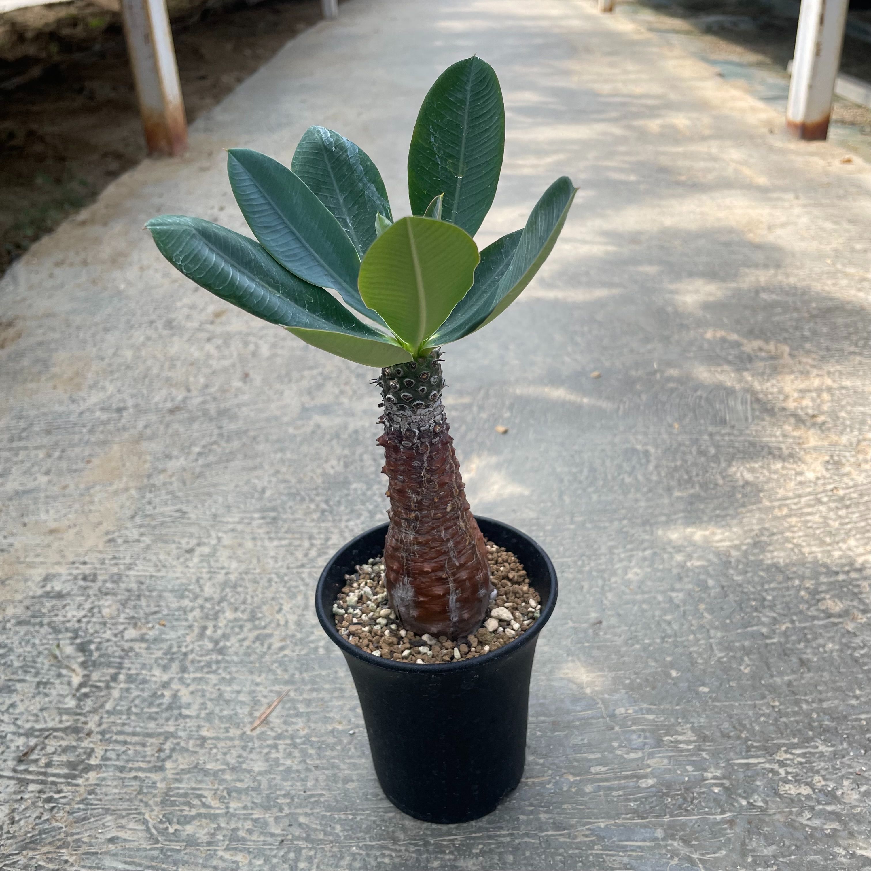 楽天市場】【1点もの ユーフォルビア ヘディオトイデス】Euphorbia