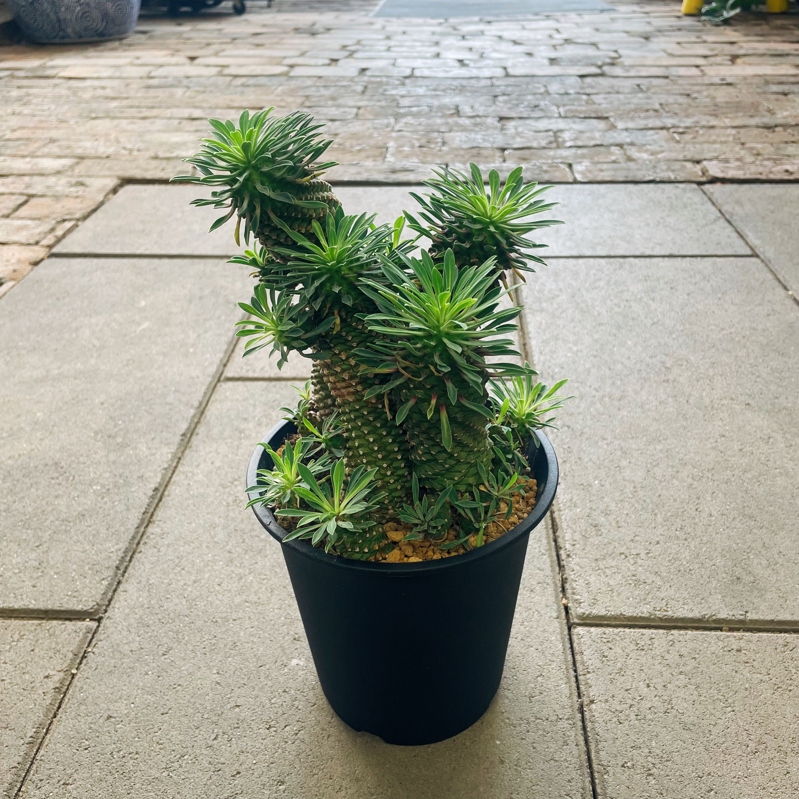 楽天市場】Euphorbia ユーフォルビア 亀甲オベサ 管理方法付き2号鉢