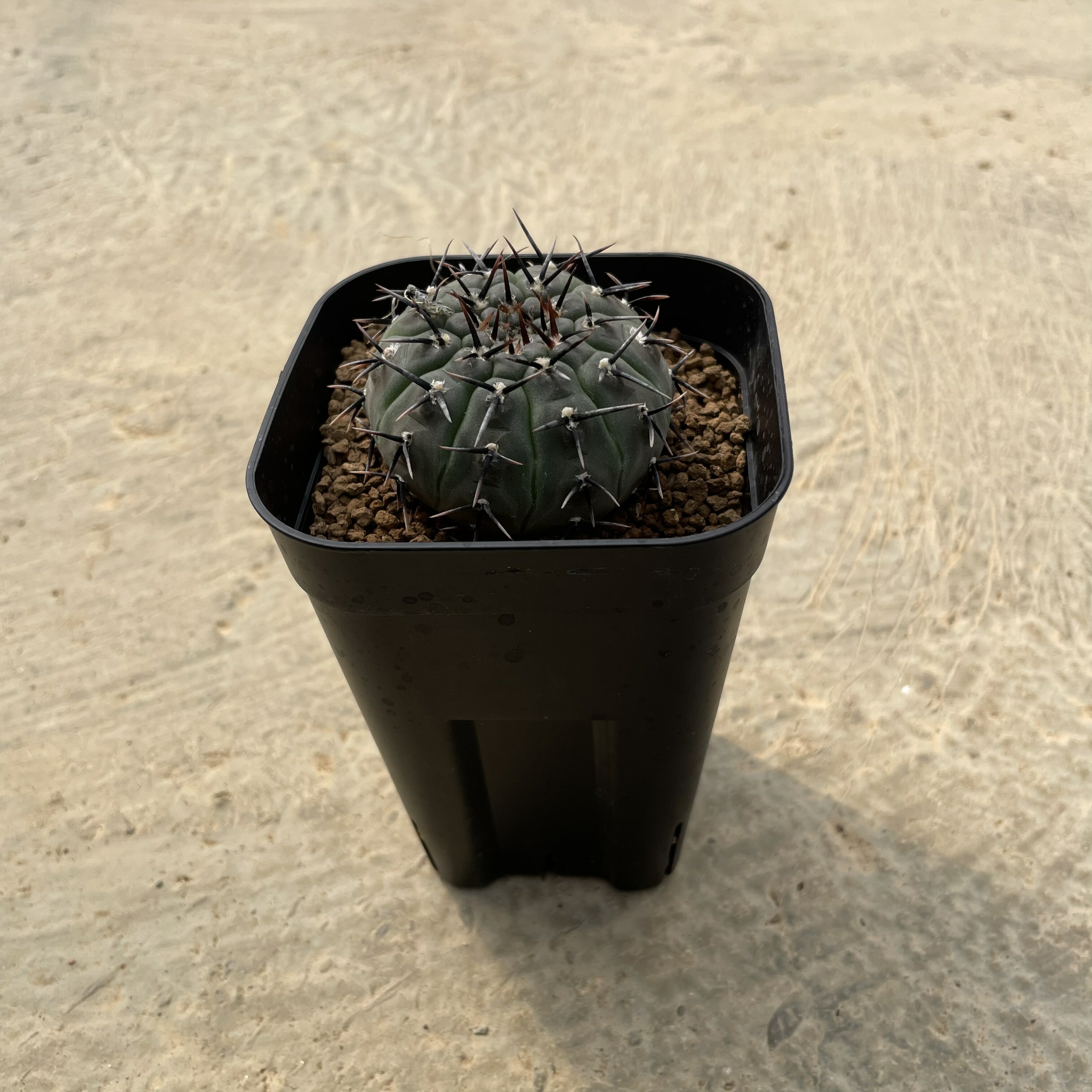 楽天市場】【Gimnocalycium ギムノカリキウム 尾形丸】管理方法付き3号