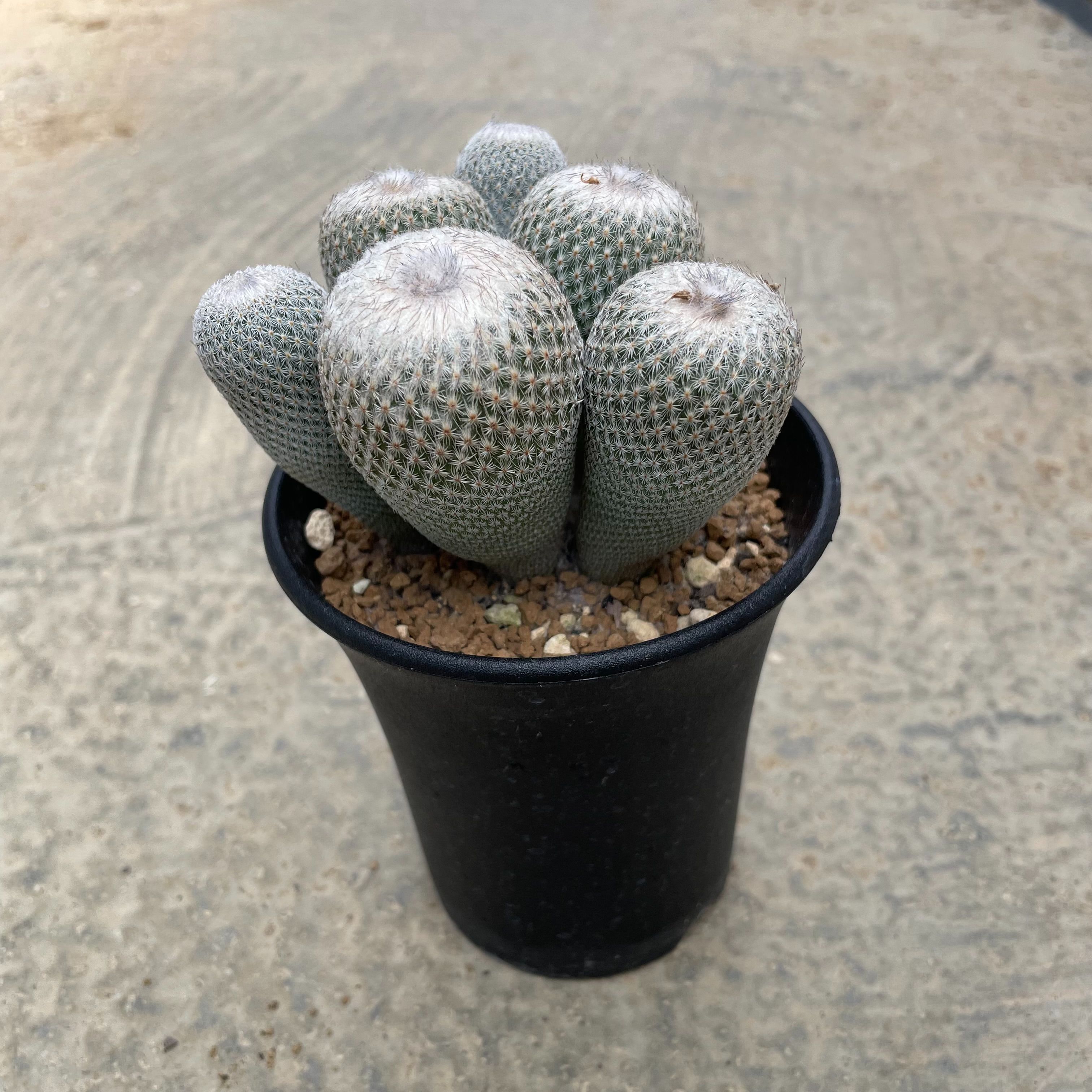 【Epithelantha エピセランサ 月世界】管理方法付き 3号鉢 サボテン 多肉植物 希少 珍奇植物 レア 珍品 珍しい インテリア 観葉植物 グリーン 人気 おうち時間 プレゼント ギフト 贈り物 おしゃれ 新生活 引っ越し 新築祝