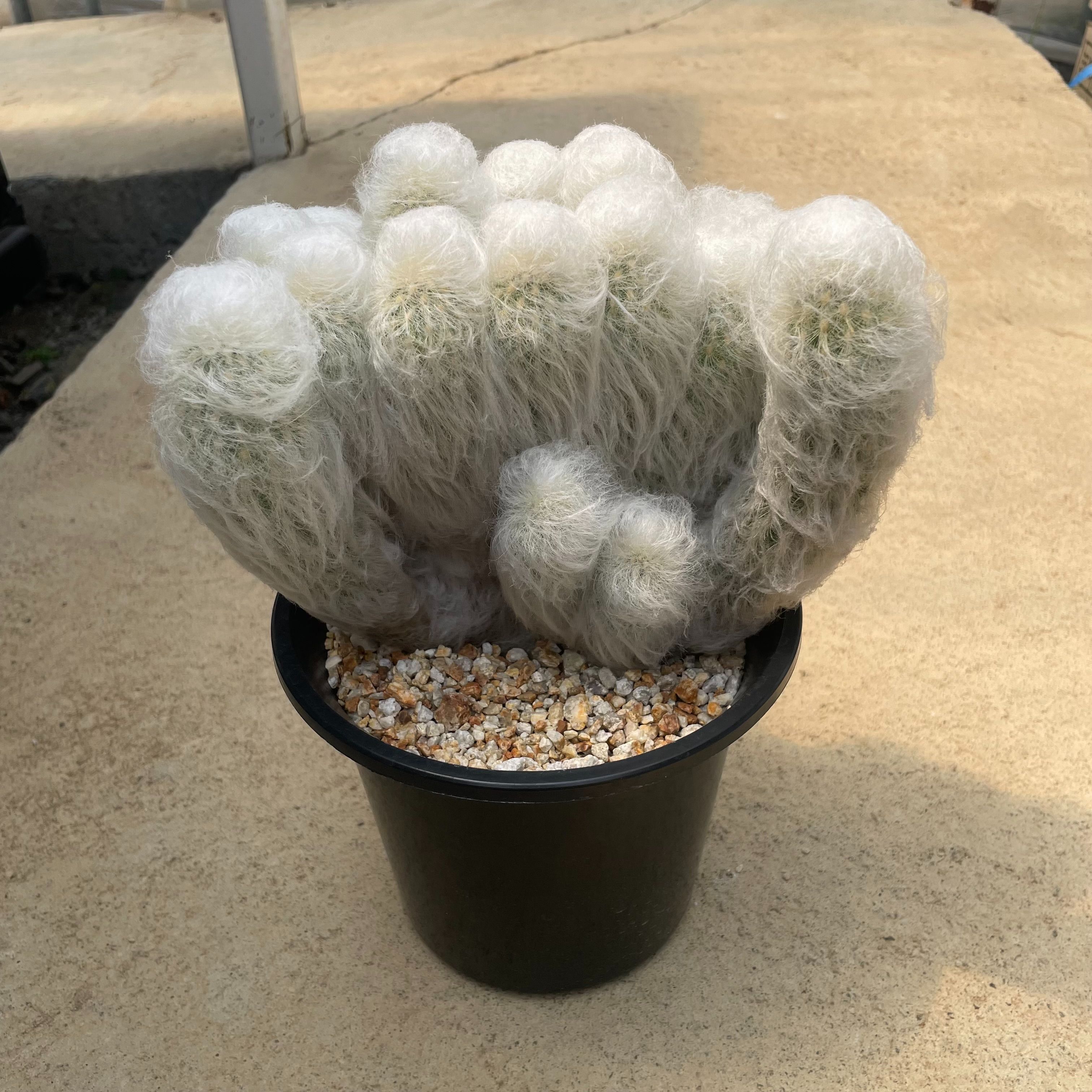 【Espostoa エスポストア 老楽】保護すること仕様模様付き添い人5.5号鉢 カクタス 多肉植物 滅多に無い 滅多に無い草木 レア 特異性 人並み外れた 室内装飾 観葉草木 緑であること 一般受け おうち第四次元 差し上げ物 差し上げ物 格好のいい 新やって行く 引き越す 作り祝 花・ガーデン・DIY-観葉植物-花・観葉植物