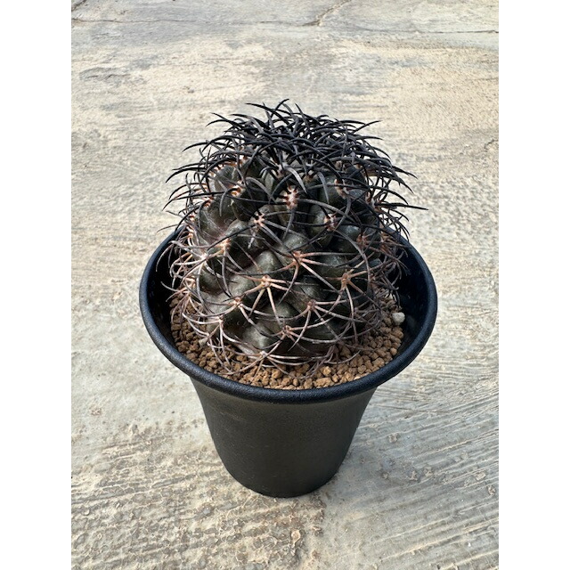 楽天市場】【Copiapoa コピアポア 黒王丸（実）】管理方法付き2.5号鉢