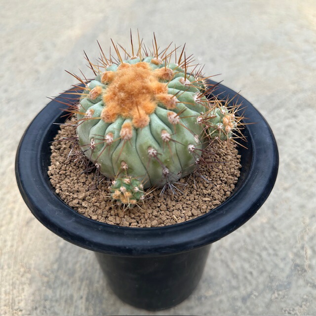 楽天市場】【Gimnocalycium ギムノカリキウム フェロシオール