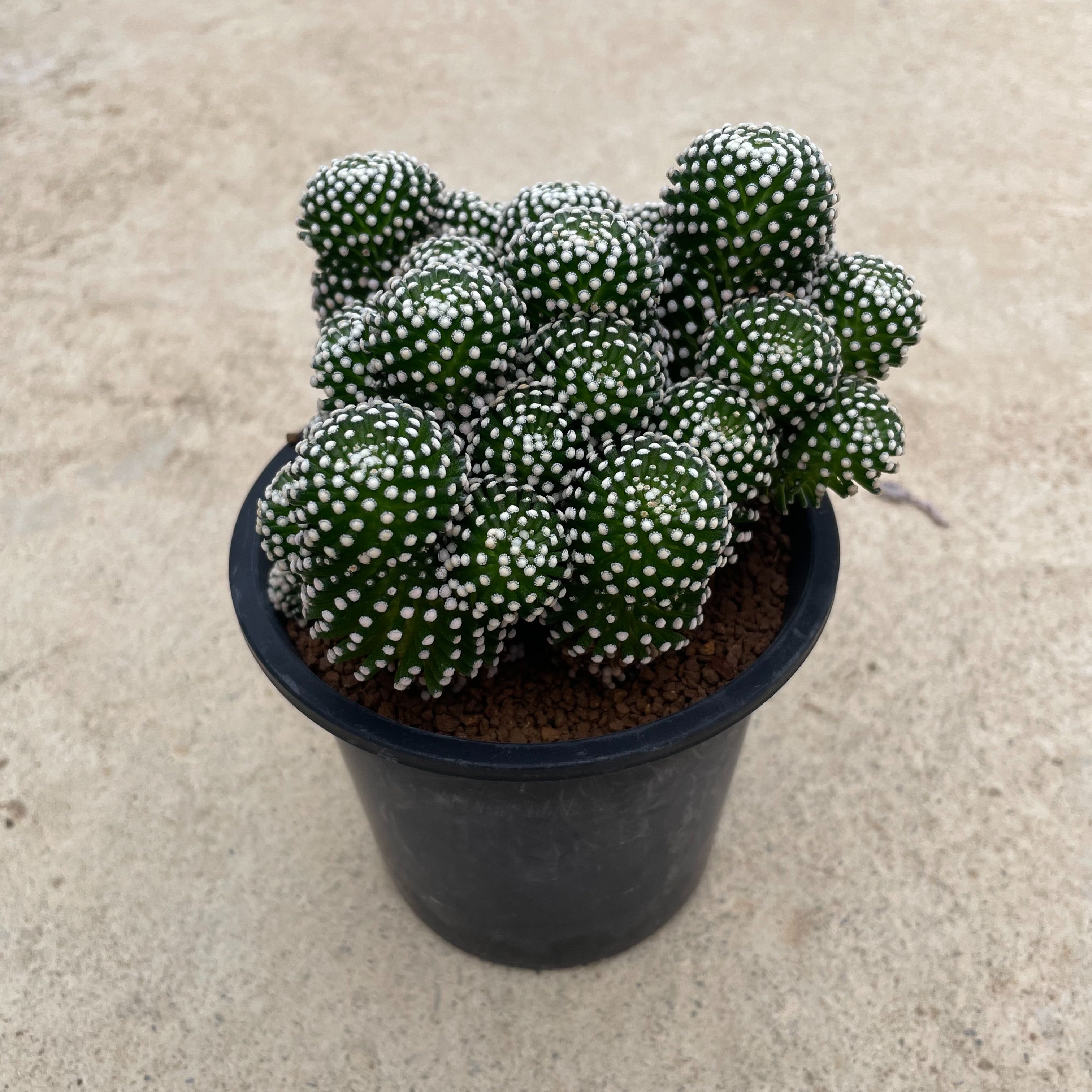 Mammillaria  マミラリア   ルエッティー 保護すること仕様模様付き添い人4号鉢 カクタス 多肉植物 滅多に無い 滅多に無い草木 レア 特異性 人並み外れた 室内装飾 観葉草木 緑であること 一般受け おうち第四次元 差し上げ物 差し上げ物 格好のいい 花・観葉植物-花・ガーデン・DIY-観葉植物